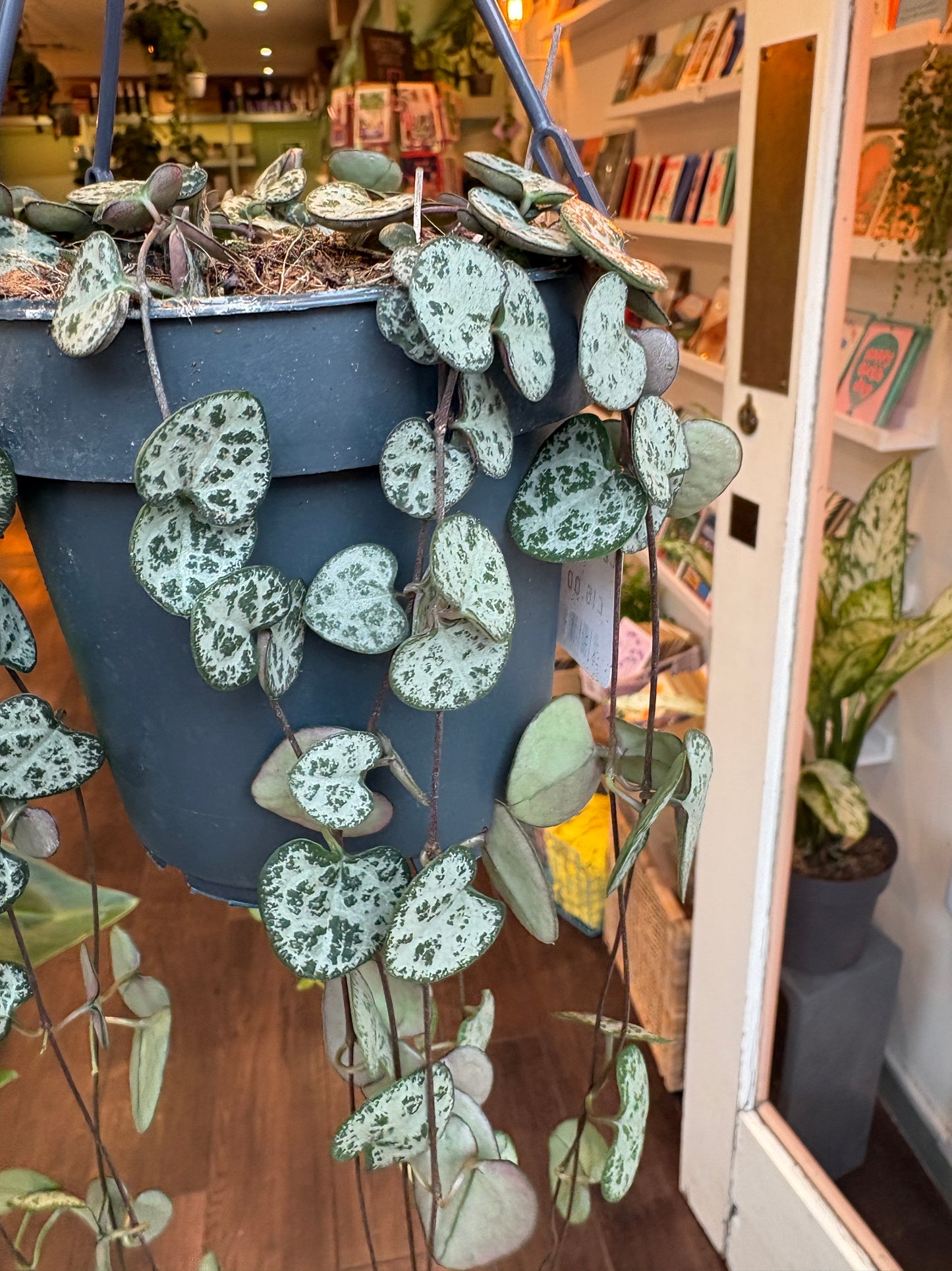 Ceropegia woodii plant with a blurred indoor background