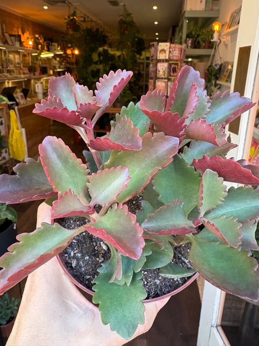 A potted Kalanchoe succulent plant with green leaves tipped in pinkish-red, held in a person's hand inside a plant shop.