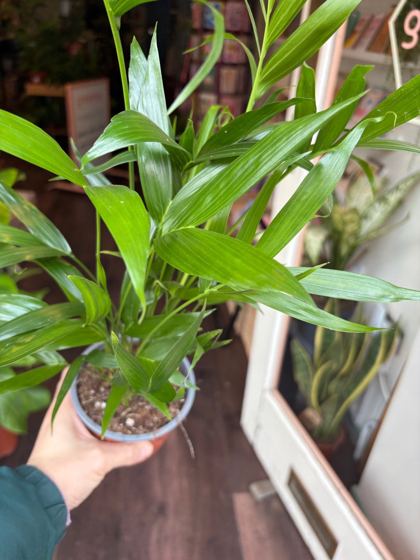 Person holding a Chamaedorea cataractarum with a blurred indoor background