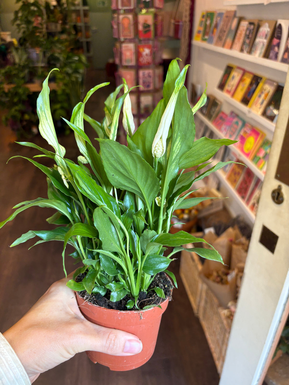 A hand holding a potted peace lily plant with green leaves and white flower buds in a terracotta-colored pot, set against a blurred shop background.