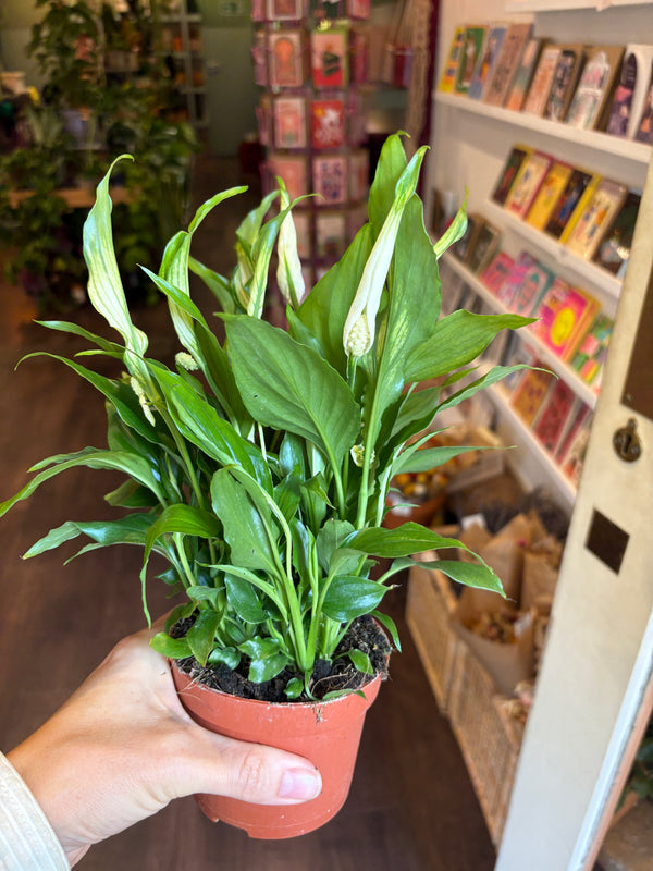 A hand holding a potted peace lily plant with green leaves and white flower buds in a terracotta-colored pot, set against a blurred shop background.