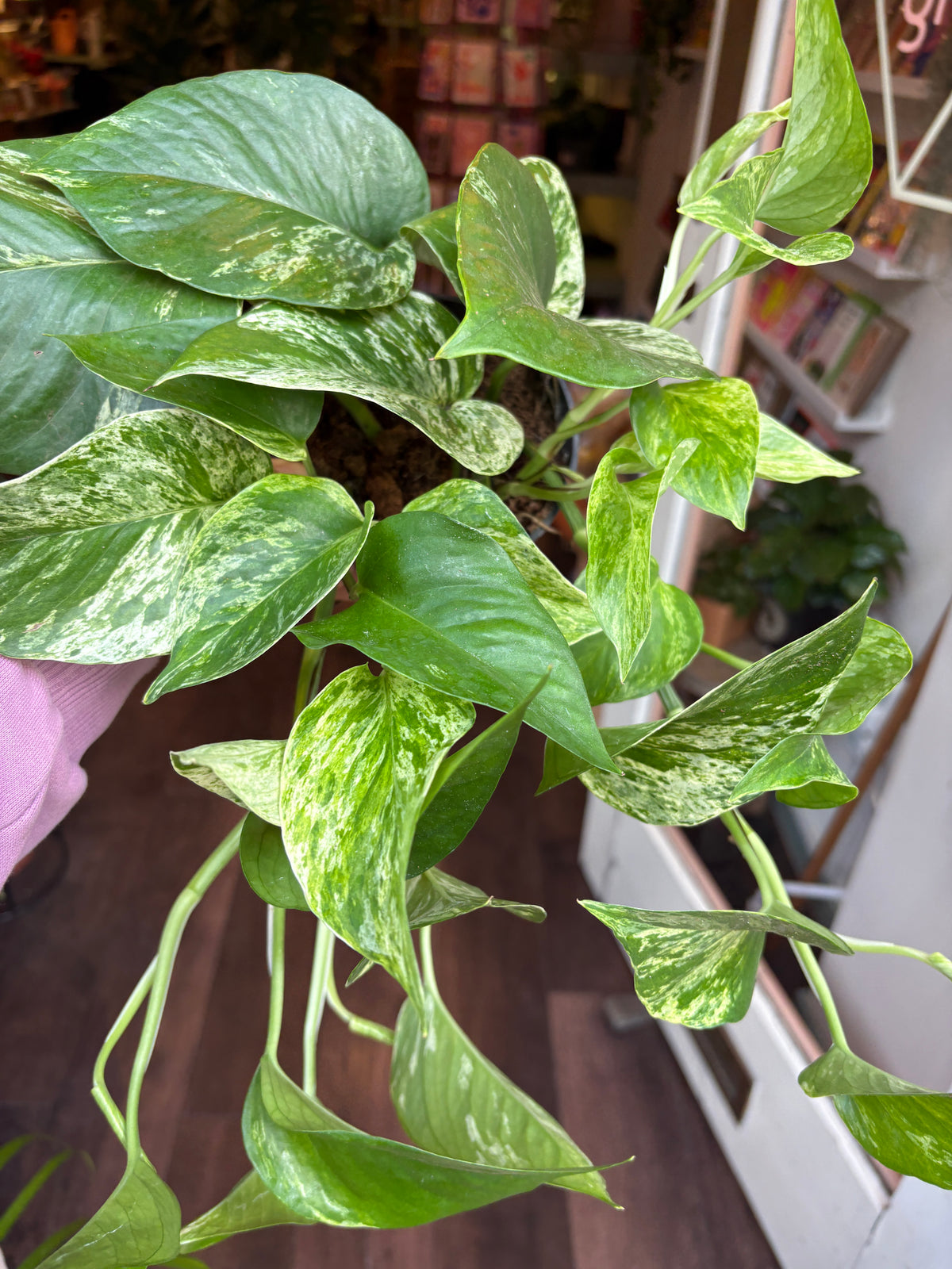 A variegated green pothos plant with heart-shaped leaves showing green and white marbling, held in a home interior setting.