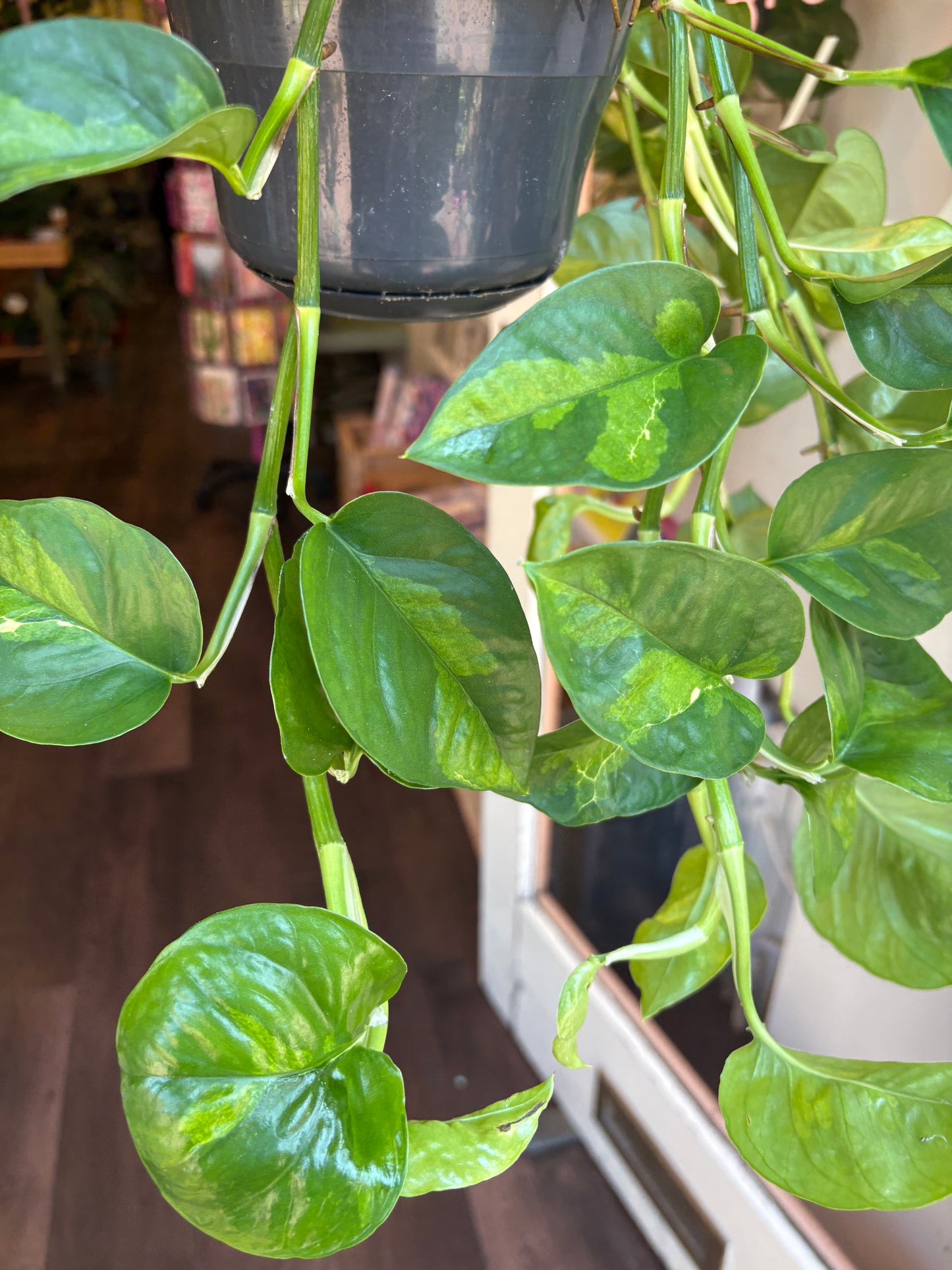 A close-up of a Epipremnum pinnatum 'Global Green' held up out greenka houseplant shop in london , with glossy variegated leaves.