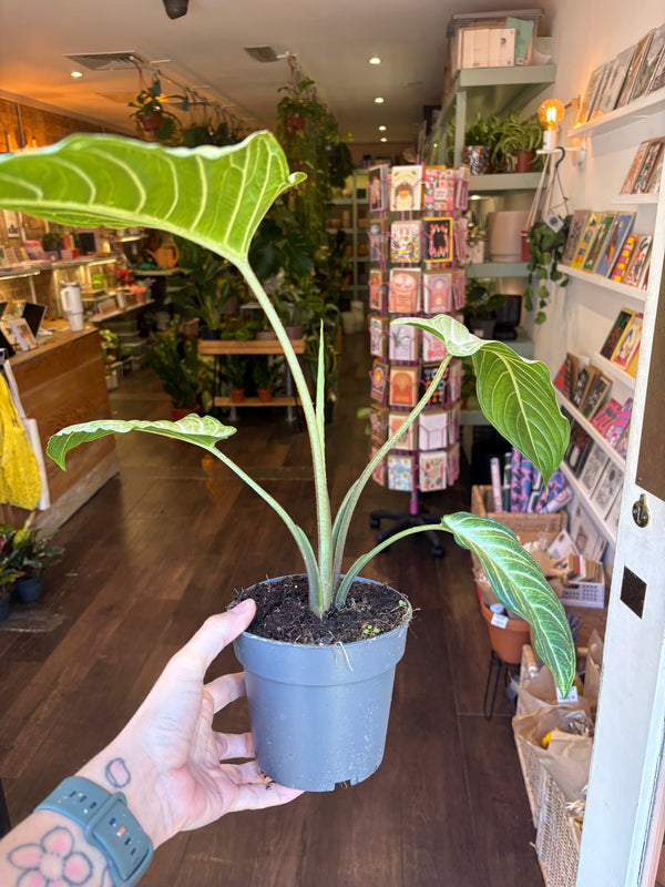 A Xanthosoma lindellii ‘Mint’ with large green and white variegated leaves held in a person's hand inside a plant shop.