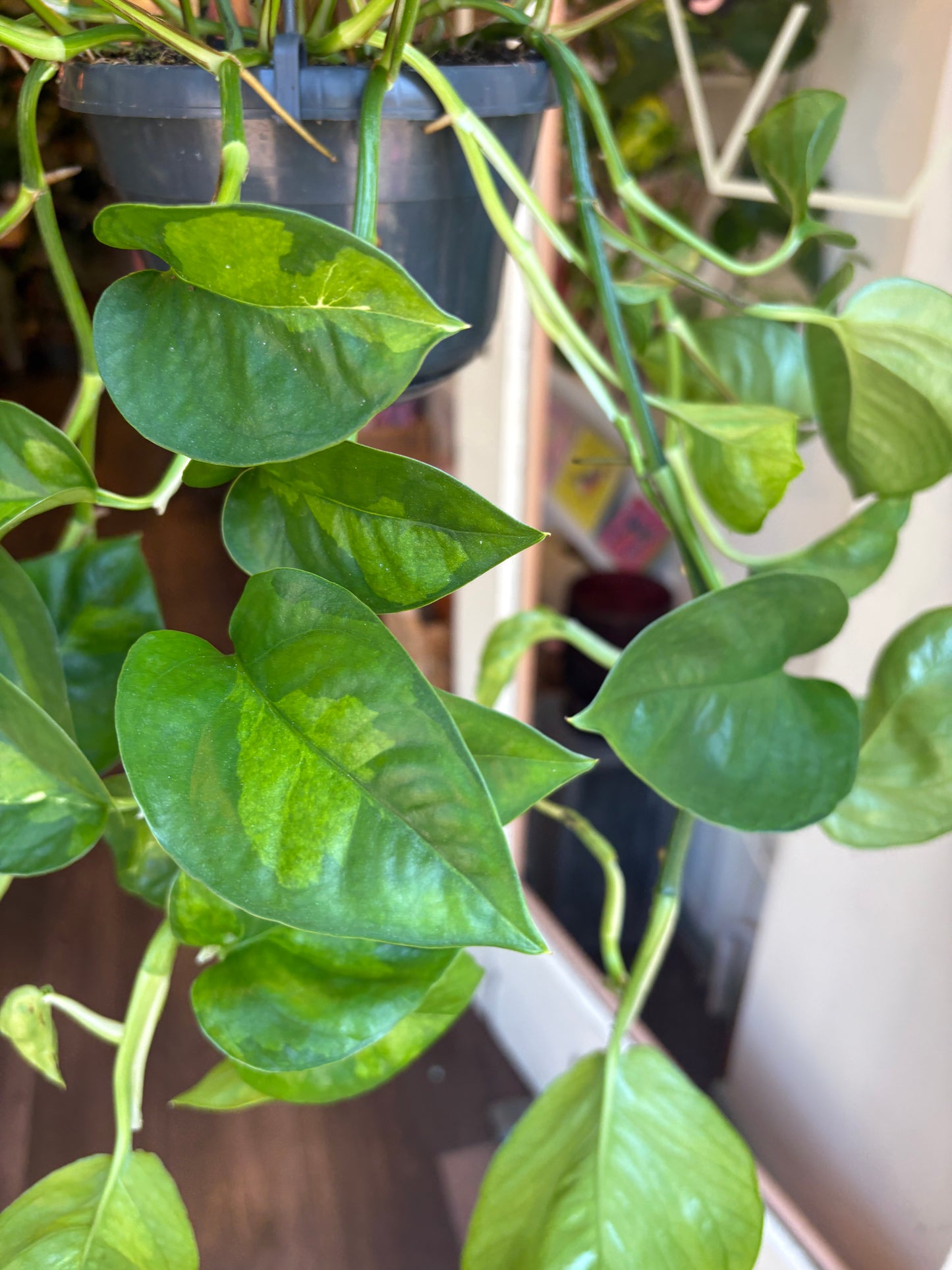 A close-up of a Epipremnum pinnatum 'Global Green' held up out greenka houseplant shop in london , with glossy variegated leaves.