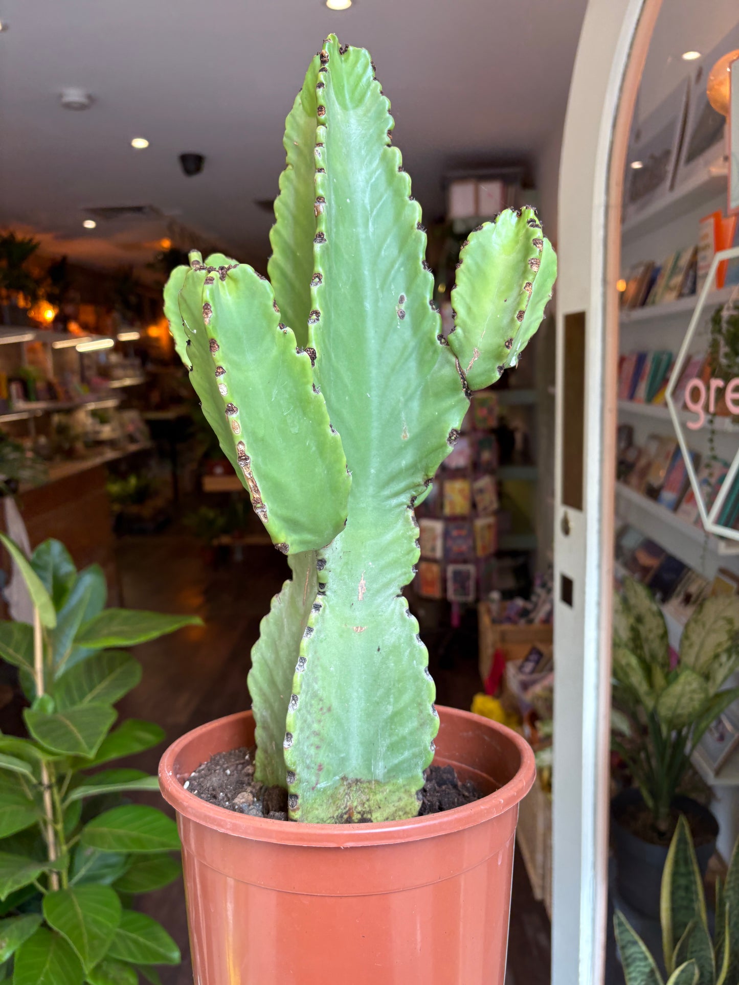 Euphorbia ingens | Candelabra Tree