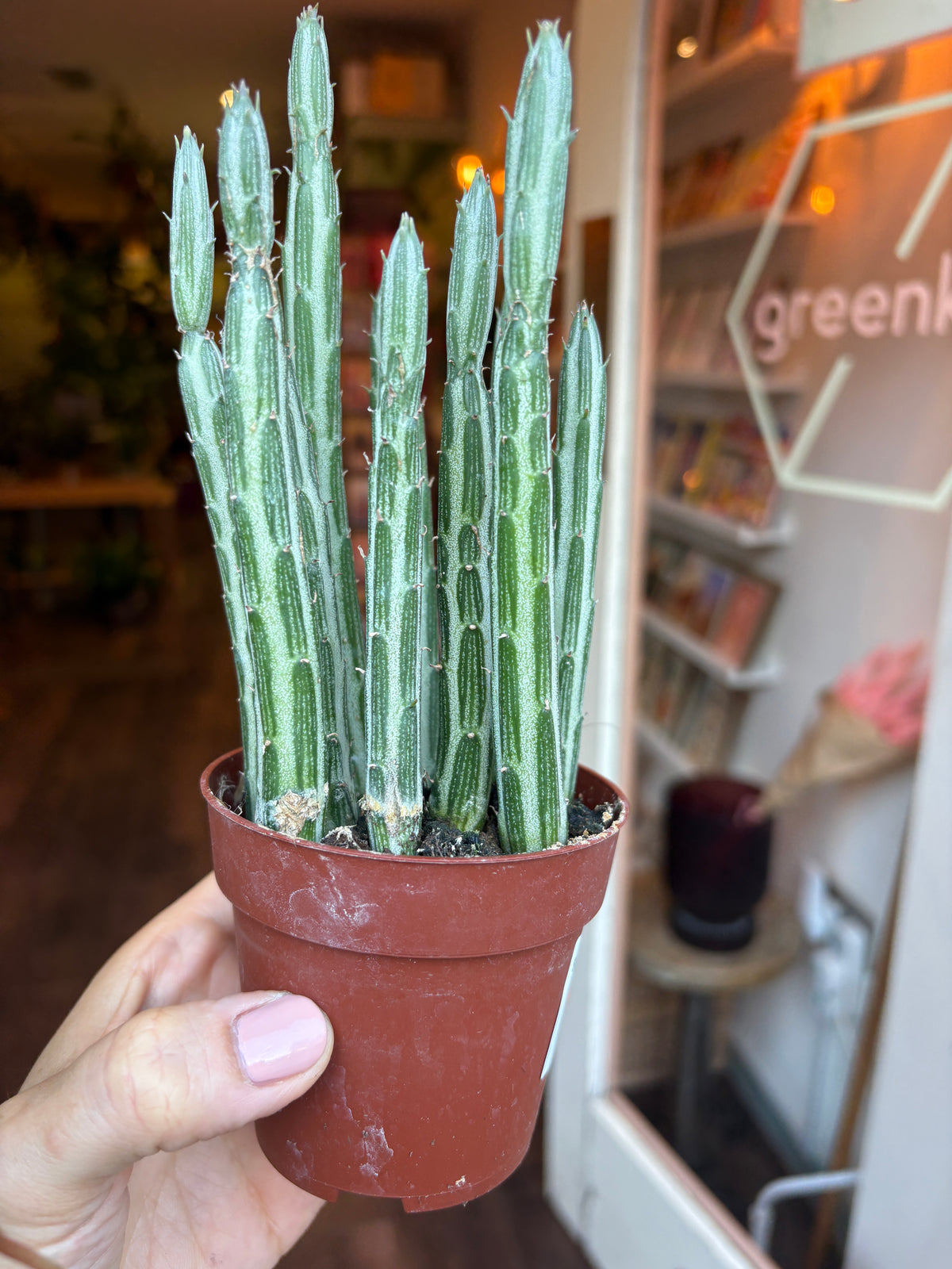 A small Senecio stapeliiformis held by a hand in front of a softly blurred shop interior. The cactus has upright green stems with white vertical bands and short spines, growing in a small terracotta-colored plastic pot.