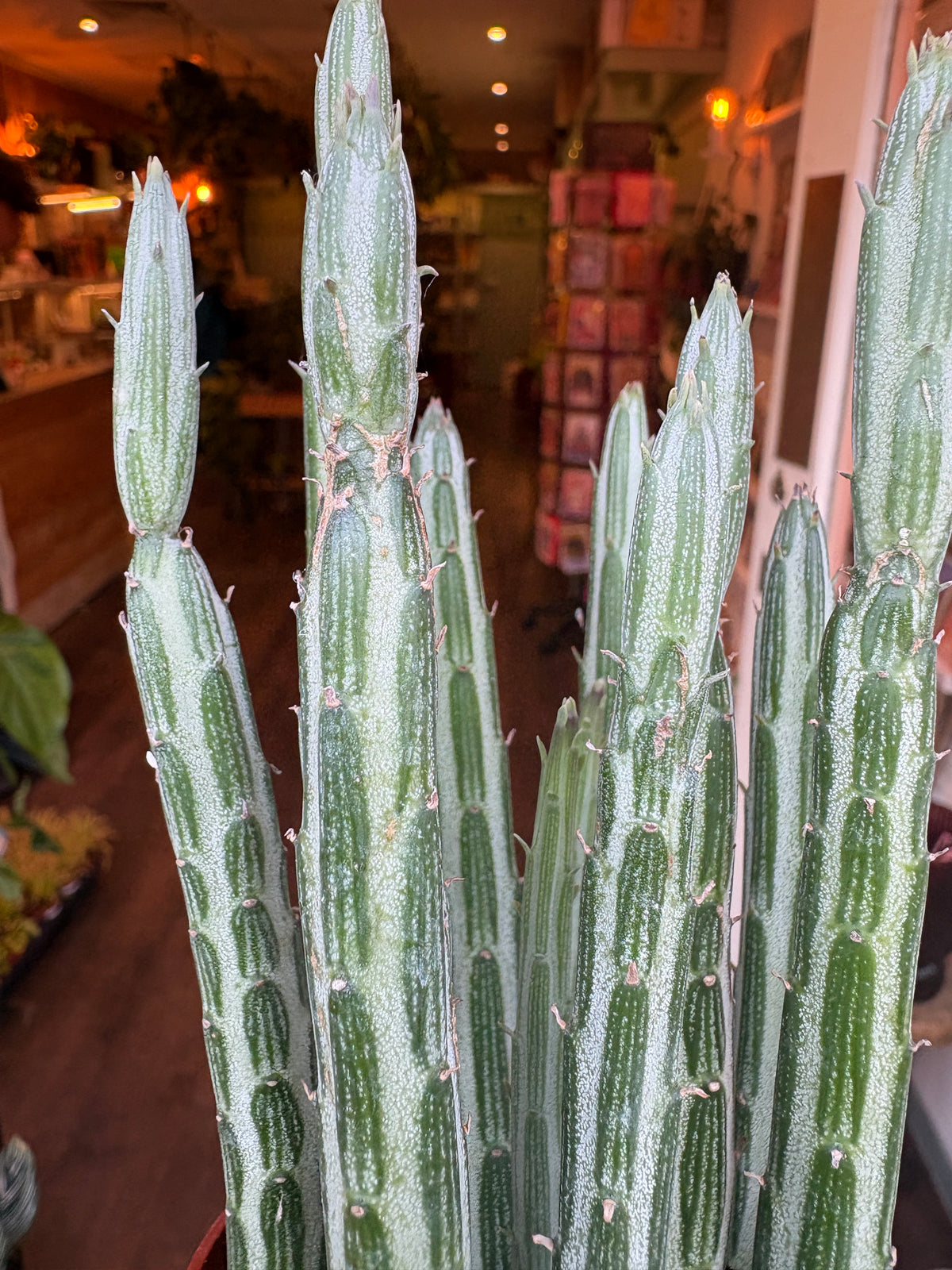 A close-up of a tall Senecio stapeliiformis , photographed indoors in a softly blurred shop or nursery setting.