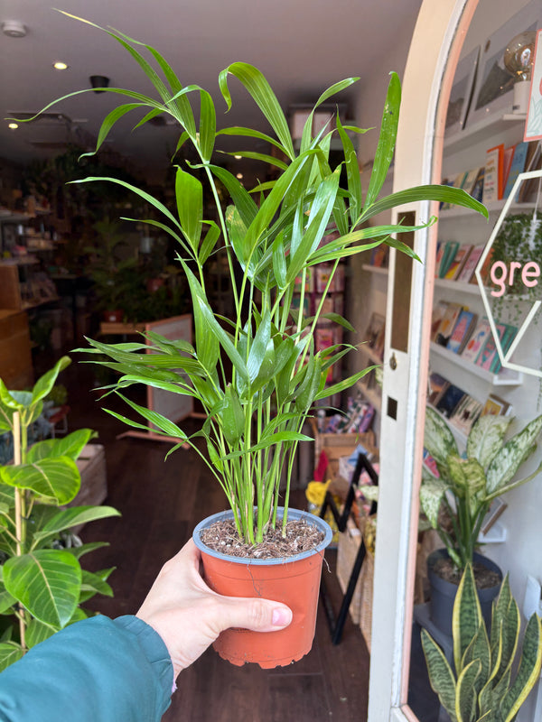 Person holding a Chamaedorea cataractarum with a blurred indoor background