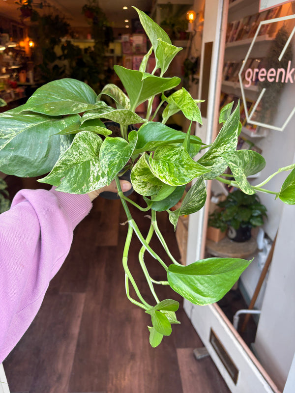 A variegated green pothos plant with heart-shaped leaves being held by a person wearing a lavender sleeve, with a shop interior and wooden floor in the background.
