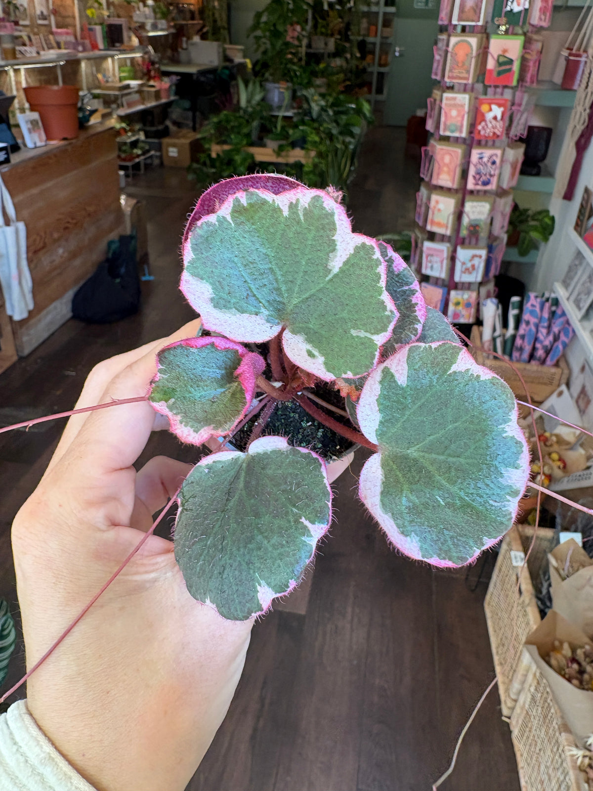 A hand holding a potted variegated plant with green leaves featuring white and pink edges, photographed inside a plant store with shelves and other plants in the background.