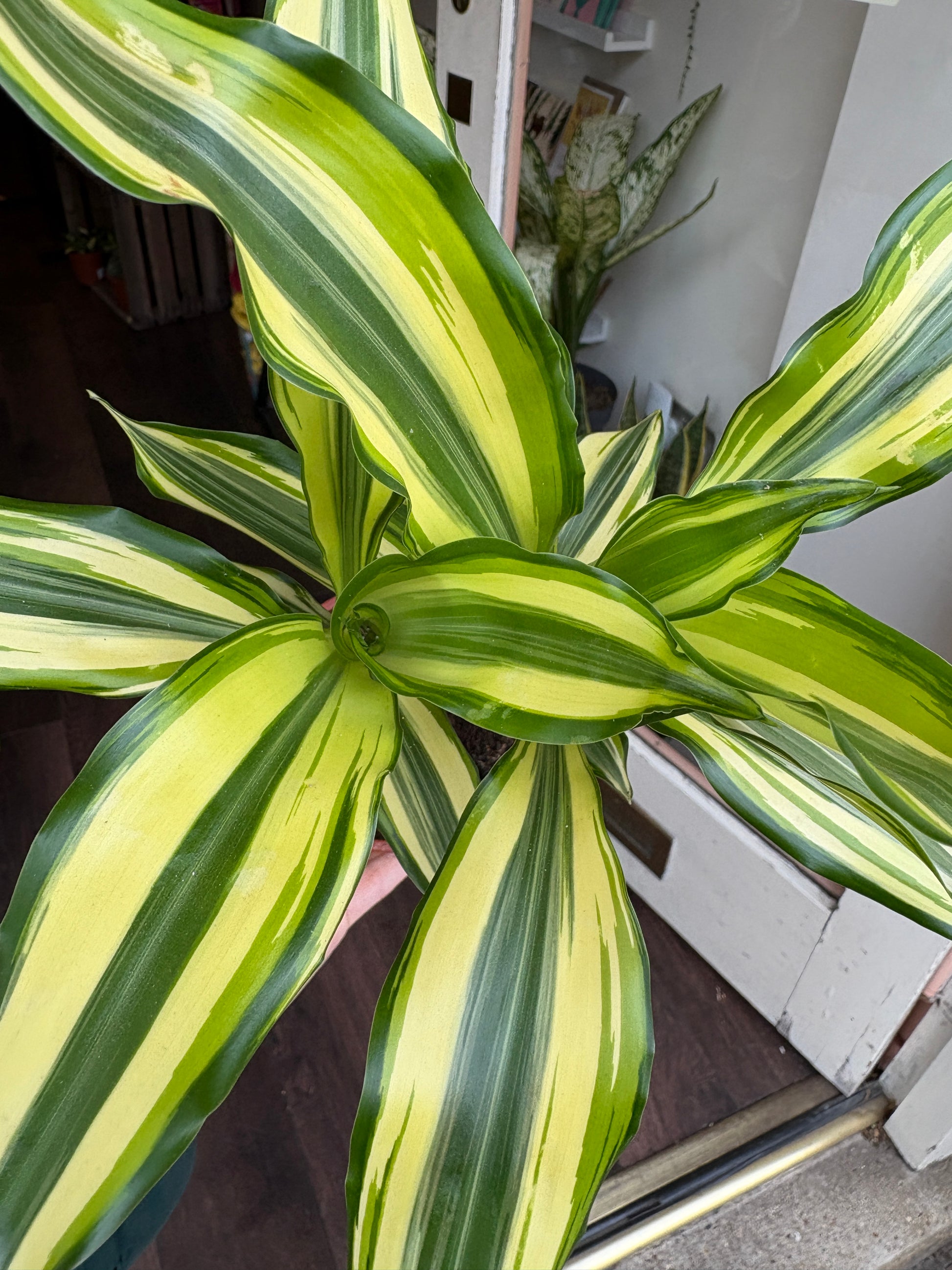 Dracaena fragans Yellow Coast with a blurred indoor background