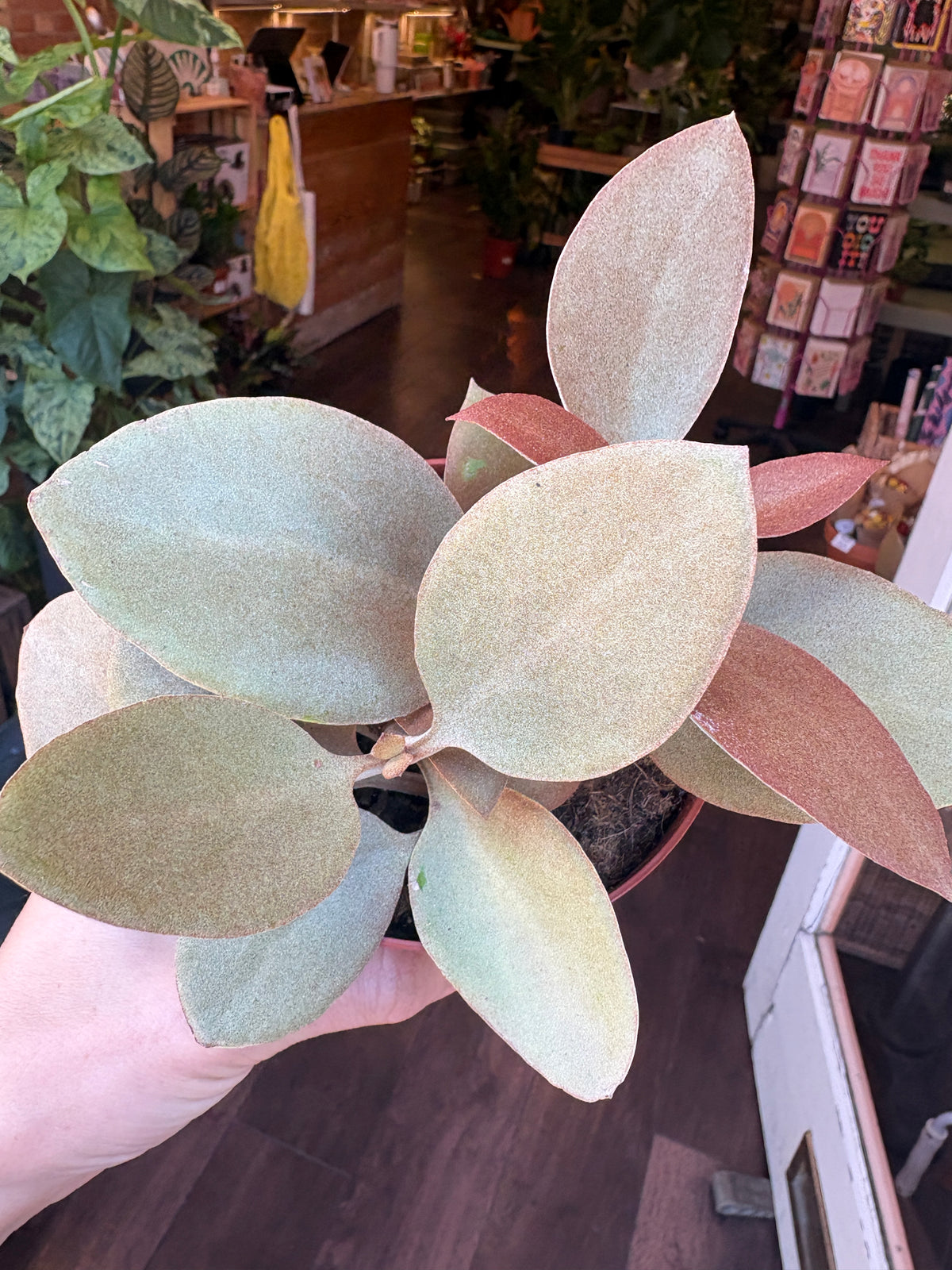 Kalanchoe orgyalis with large, dusty green to pale beige leaves being held by a hand in a shop setting with wooden floors and shelves in the background.