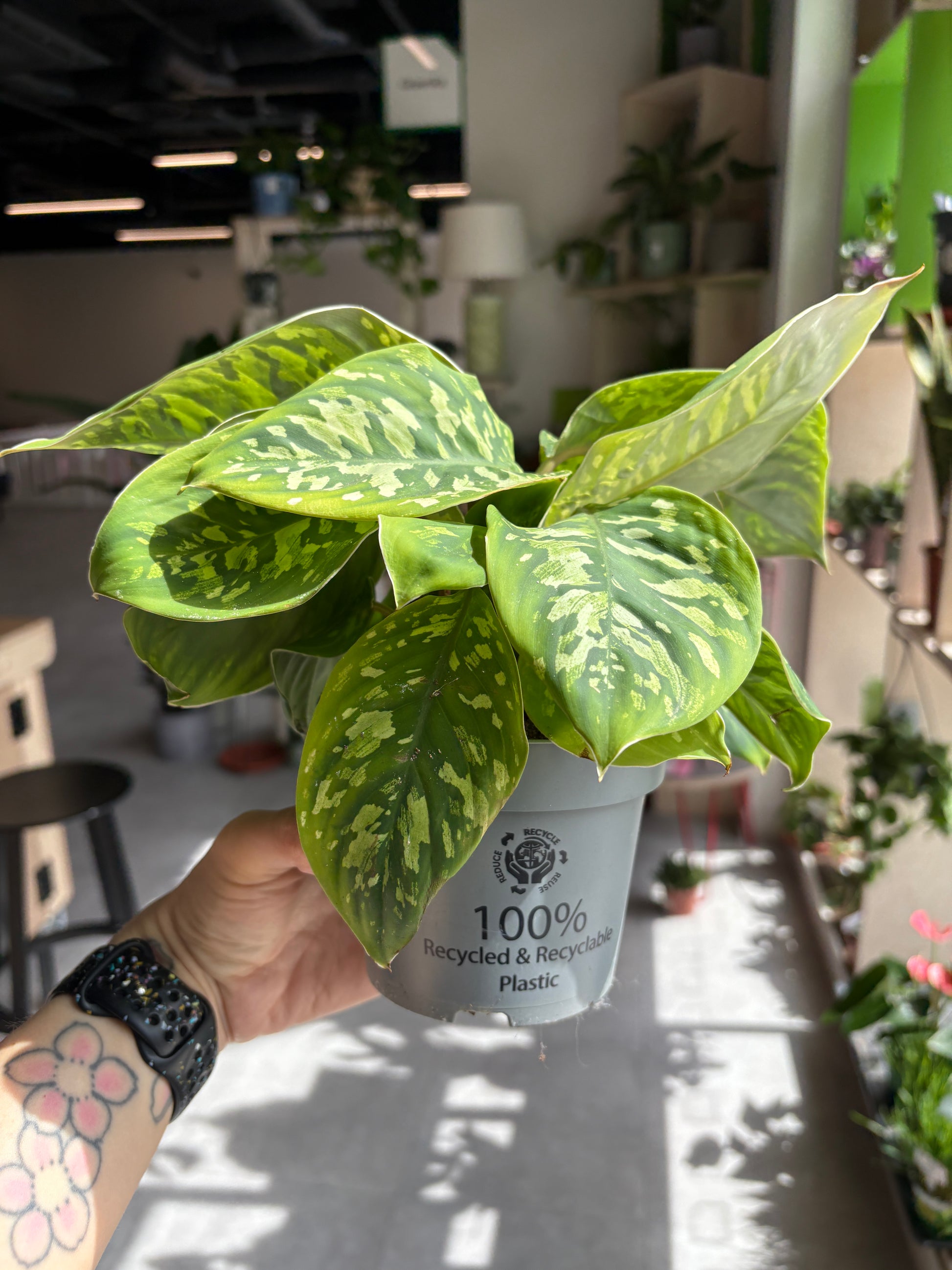 Hand holding a potted plant with a blurred indoor setting