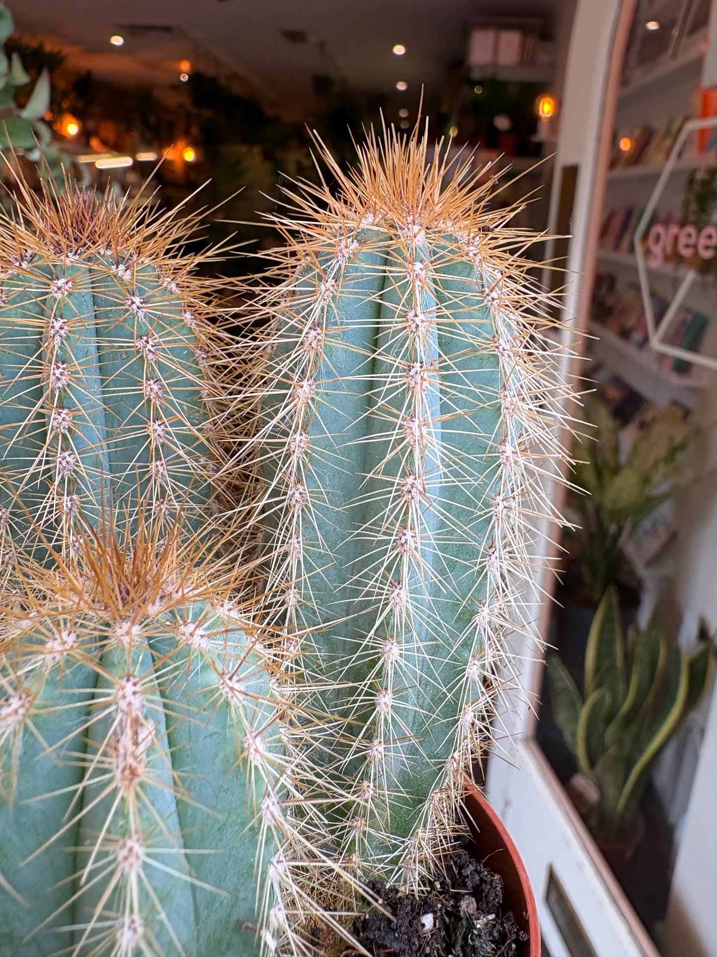Close-up of a cactus with spines in an indoor setting