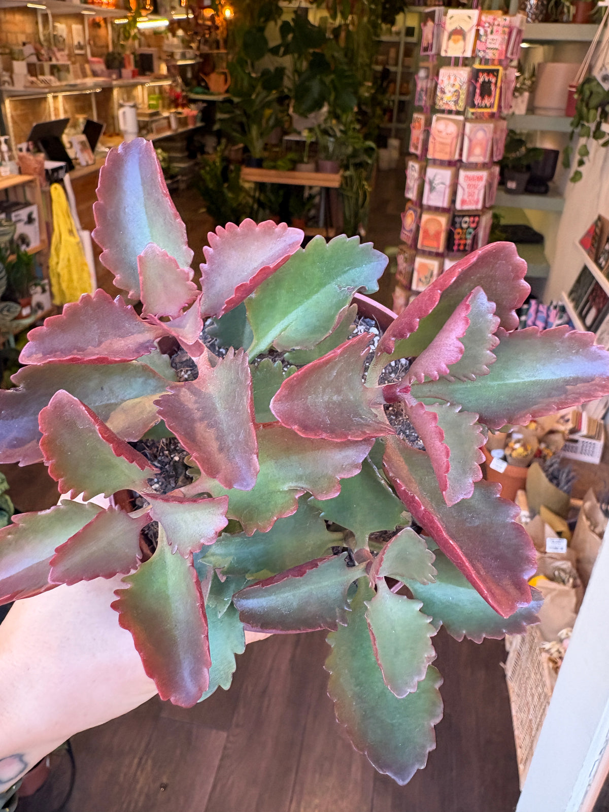 A close-up of a succulent plant with thick, fleshy green leaves that have reddish-pink edges, held by a hand inside a retail shop with wooden floors and shelves in the background.