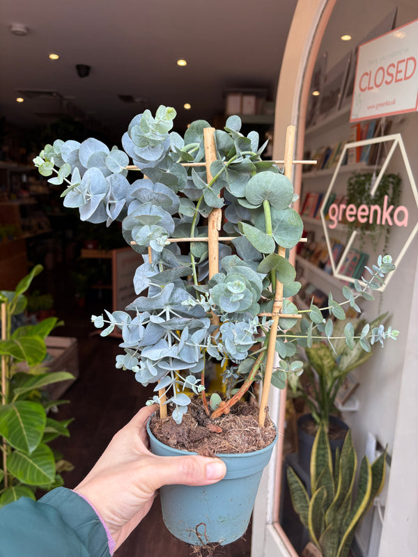 Hand holding a Eucalyptus Cinerea with a blurred indoor setting