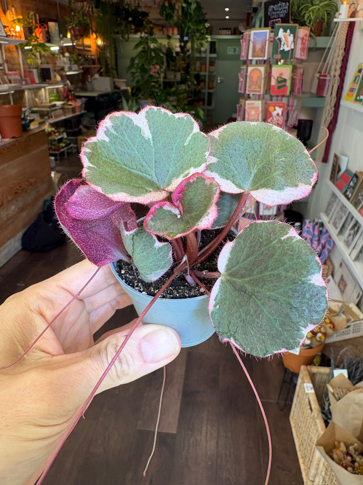 A hand holding a small potted variegated plant with round green leaves featuring white edges and reddish stems, in a shop interior with shelves and plants in the background.
