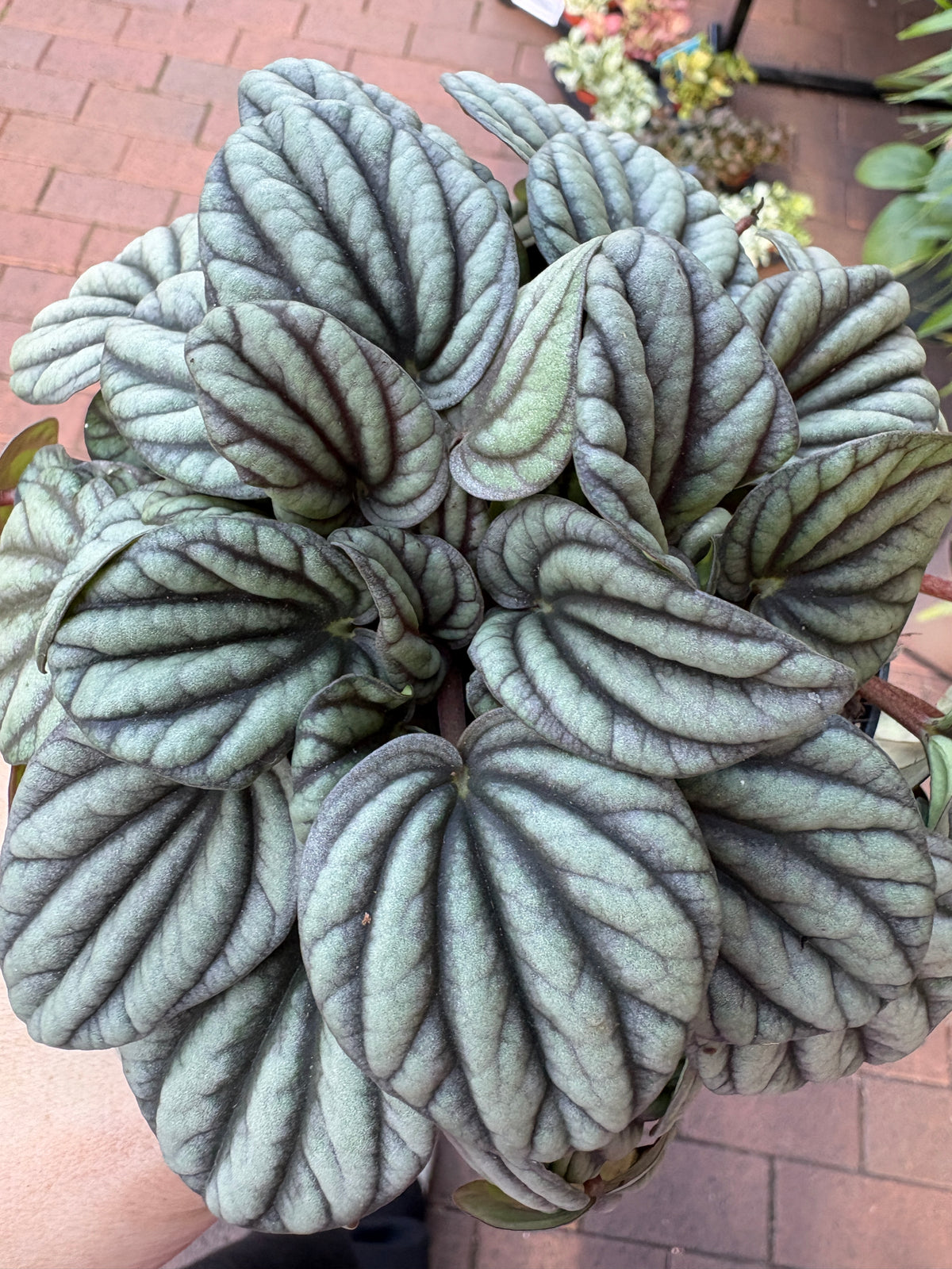 A close-up of a potted Peperomia albovittata ‘Mistique’, held against a brick patio background.