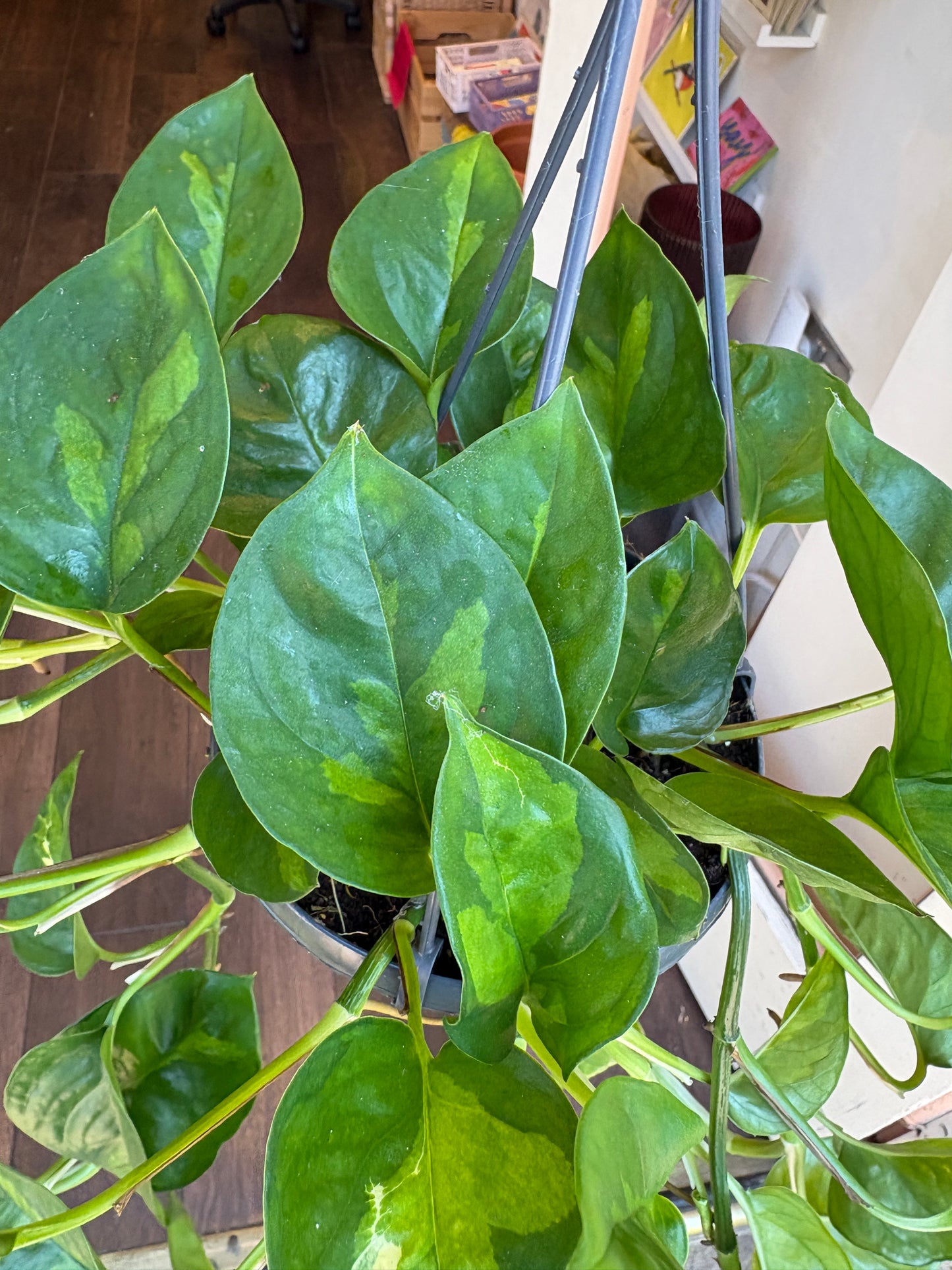 A close-up of a Epipremnum pinnatum 'Global Green' held up out greenka houseplant shop in london , with glossy variegated leaves.