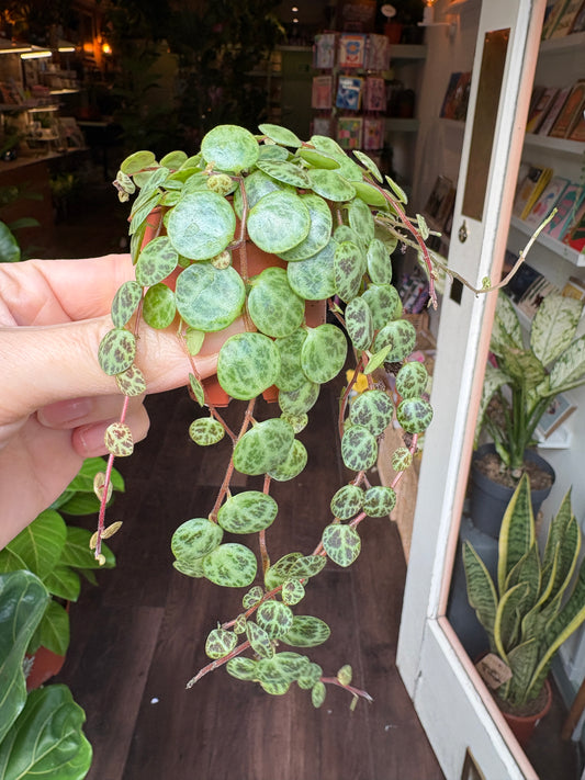 Person holding a small peperomia prostrata with a blurred indoor background
