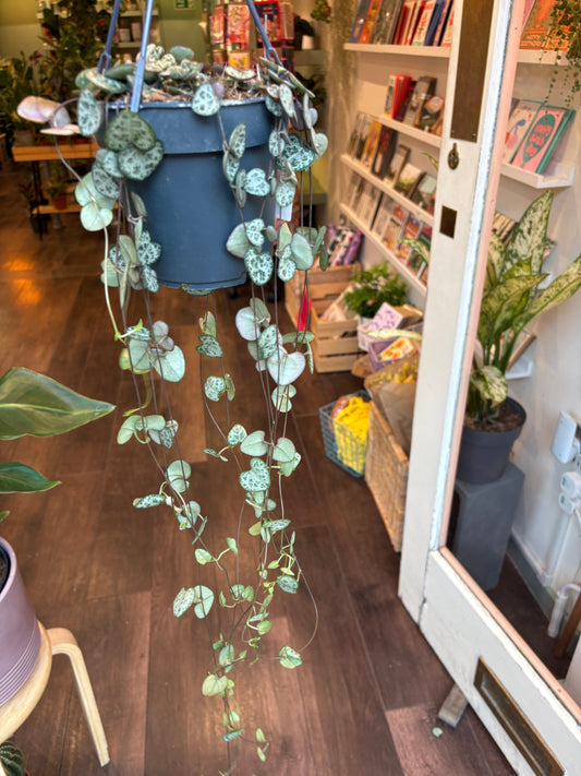 Ceropegia Woodii | String of Hearts