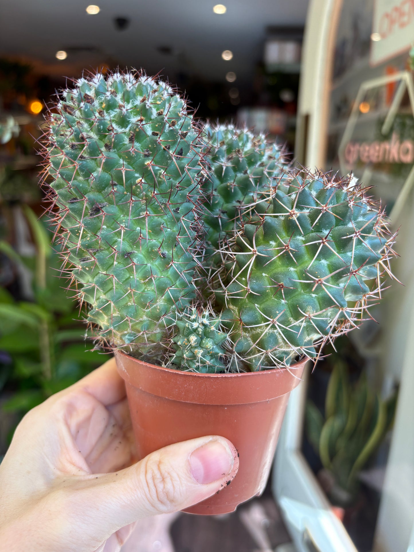 Small Mammillaria polythele 'Hidalgensis' in a hand holding a brown pot against a blurred indoor background