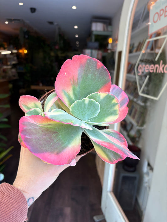 Person holding a Kalanchoe Thyrsiflora 'Variegata'plant with pink and green leaves indoors.