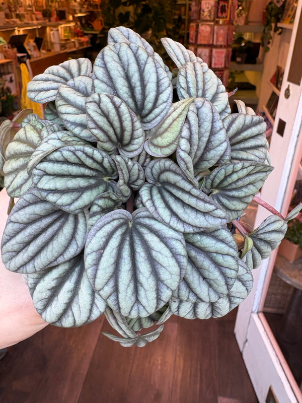 A close-up of a Peperomia albovittata ‘Mistique’, held in a hand in what appears to be a plant store or home interior.