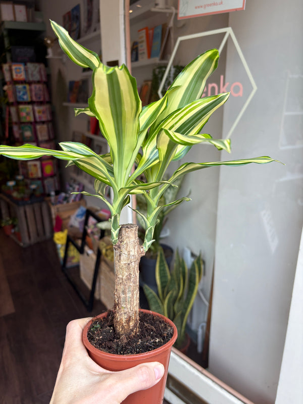 Dracaena fragans Yellow Coast held in a hand with a store interior in the background
