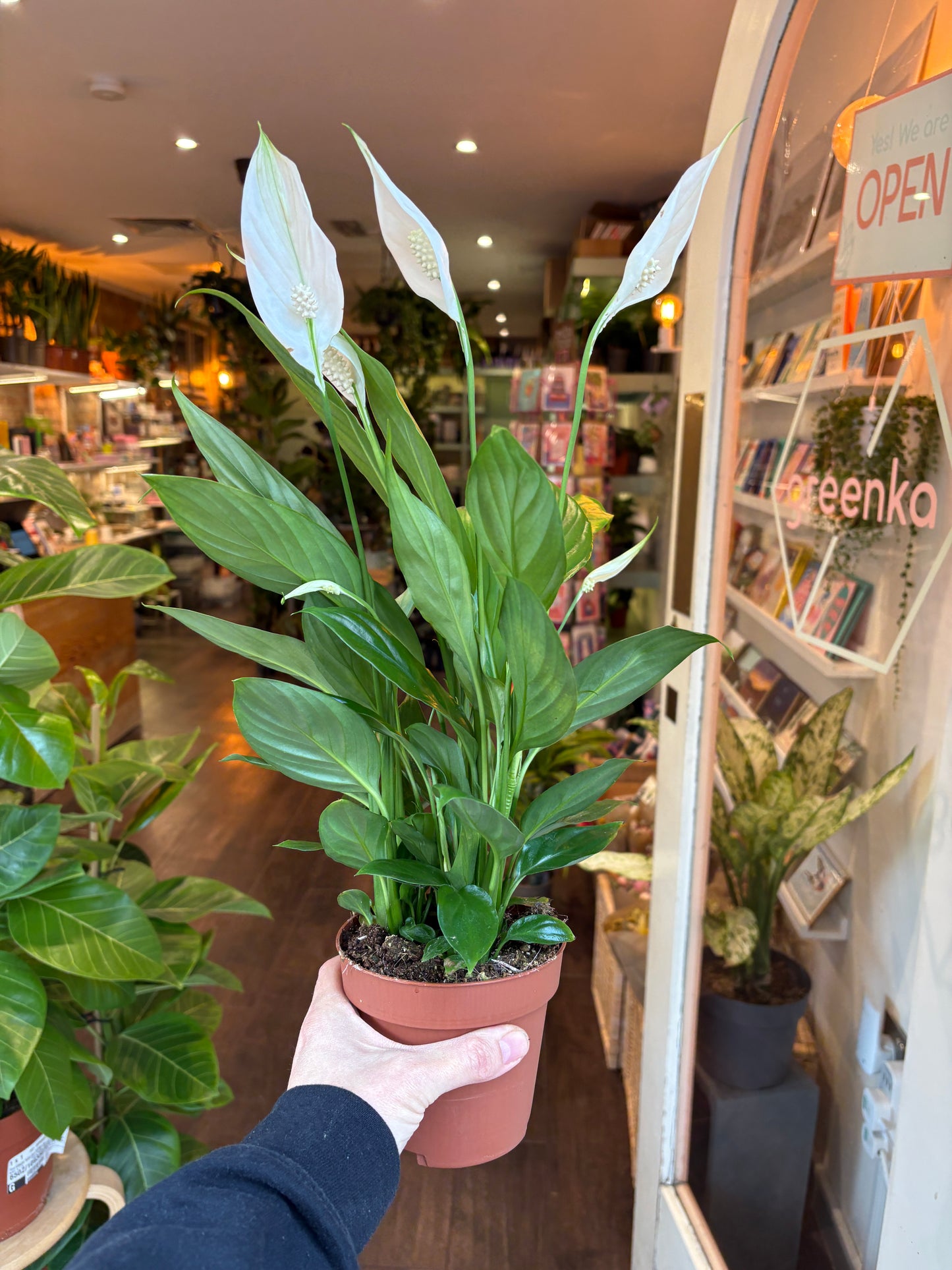 Person holding a potted plant in a store setting with magazines on a shelf in the background.