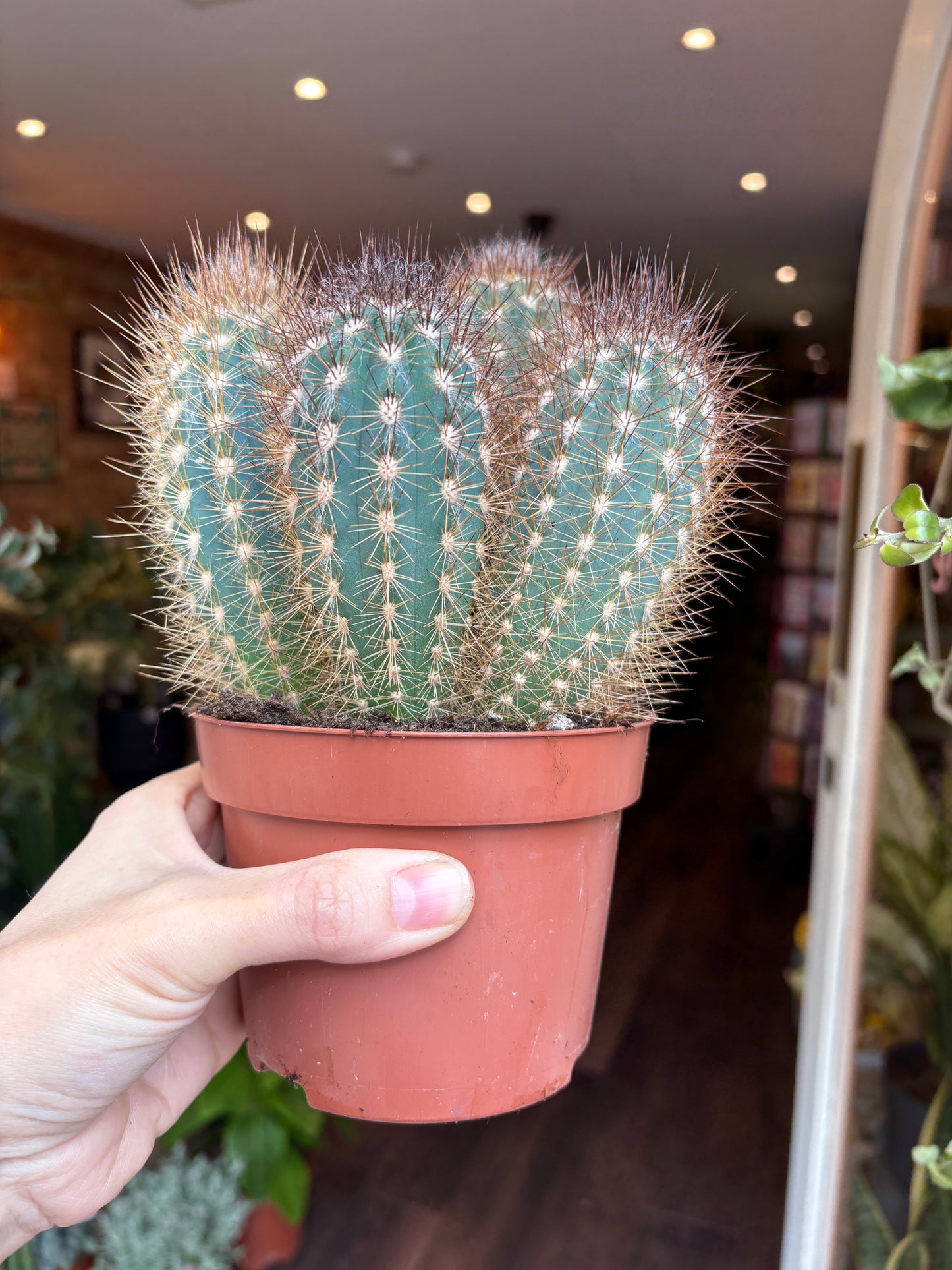 Person holding a potted cactus with a blurred indoor setting