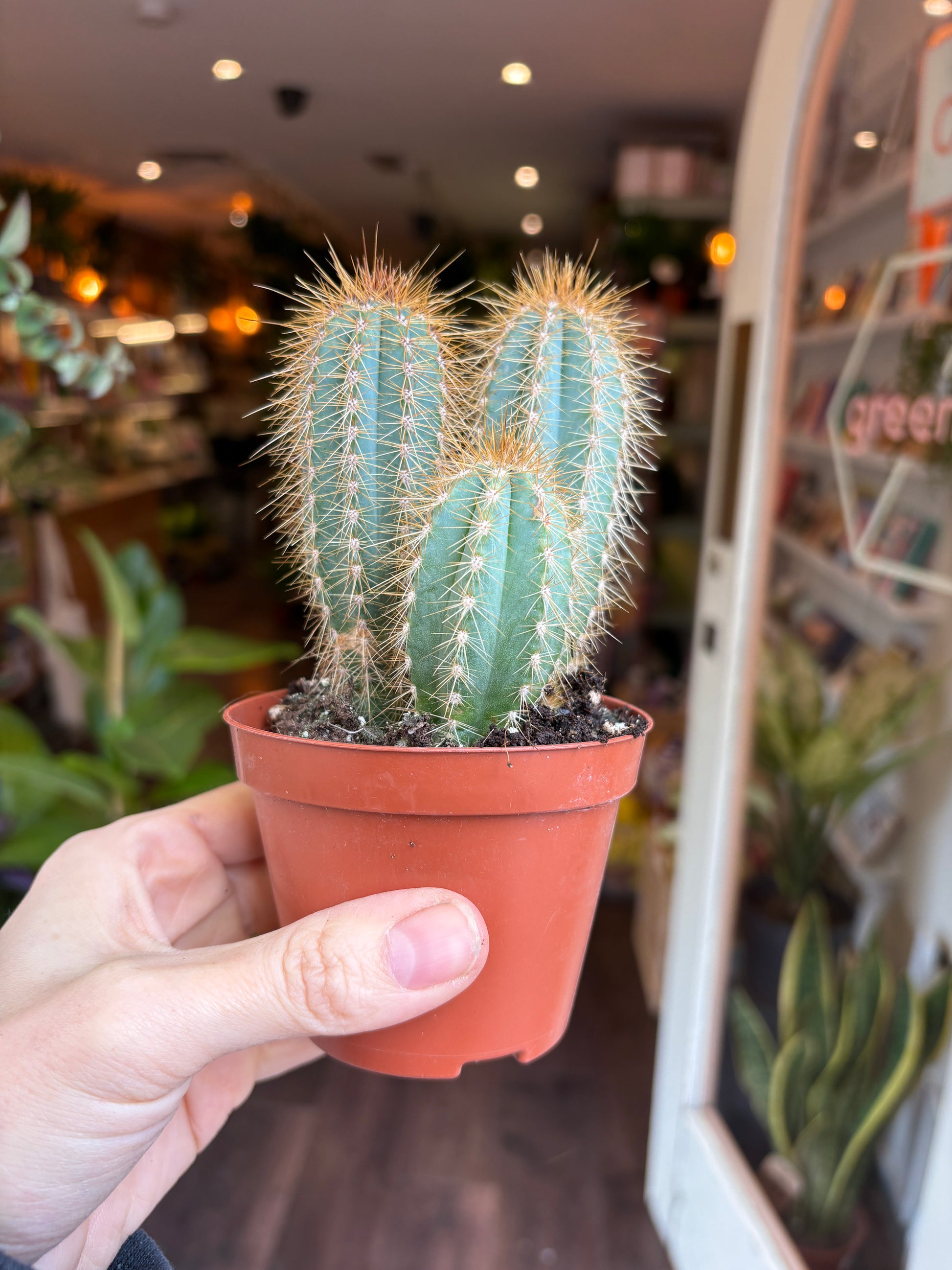 Person holding a small potted cactus in an indoor setting with blurred background