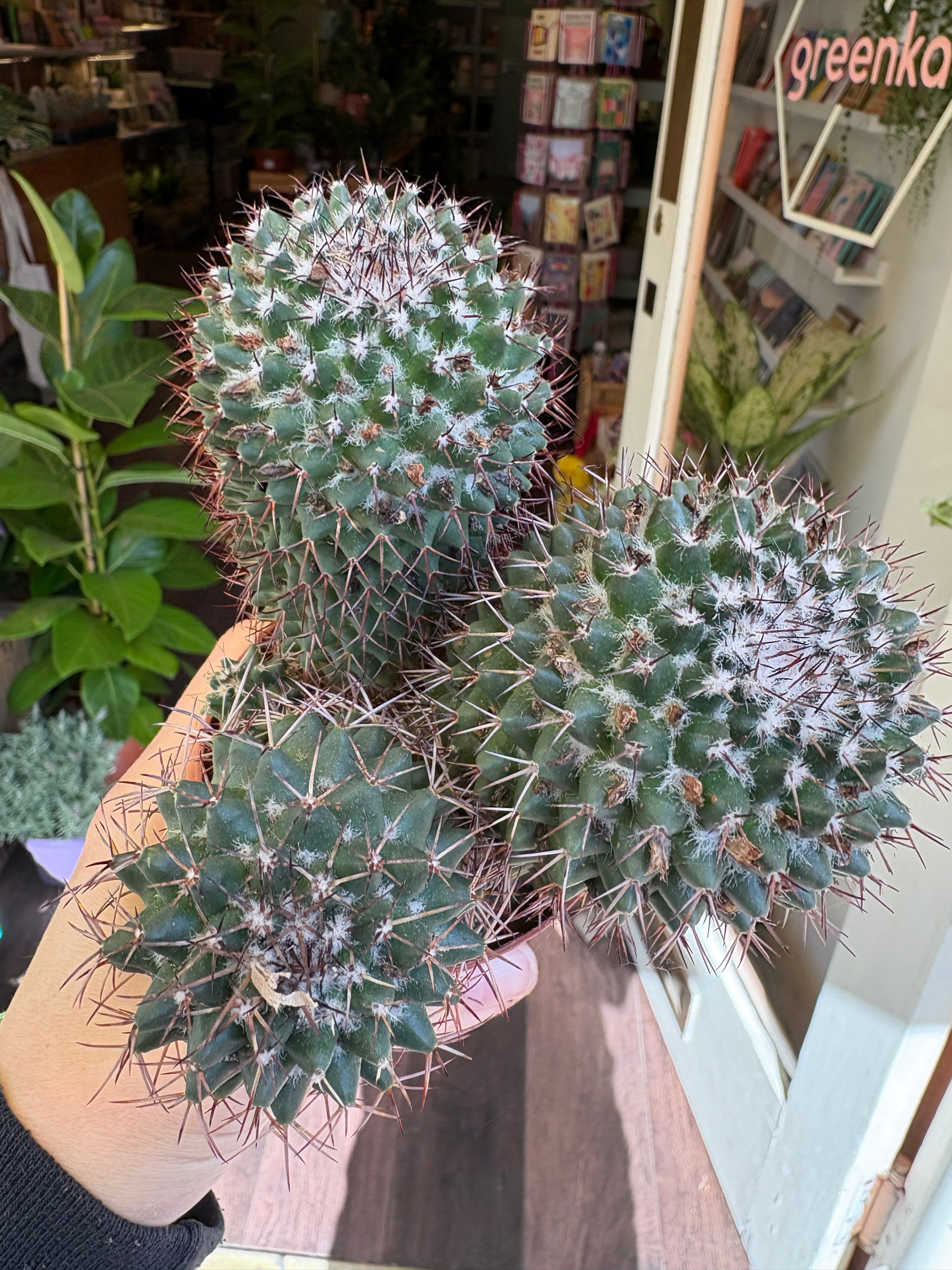 Cactus plant held by a person with a store interior in the background