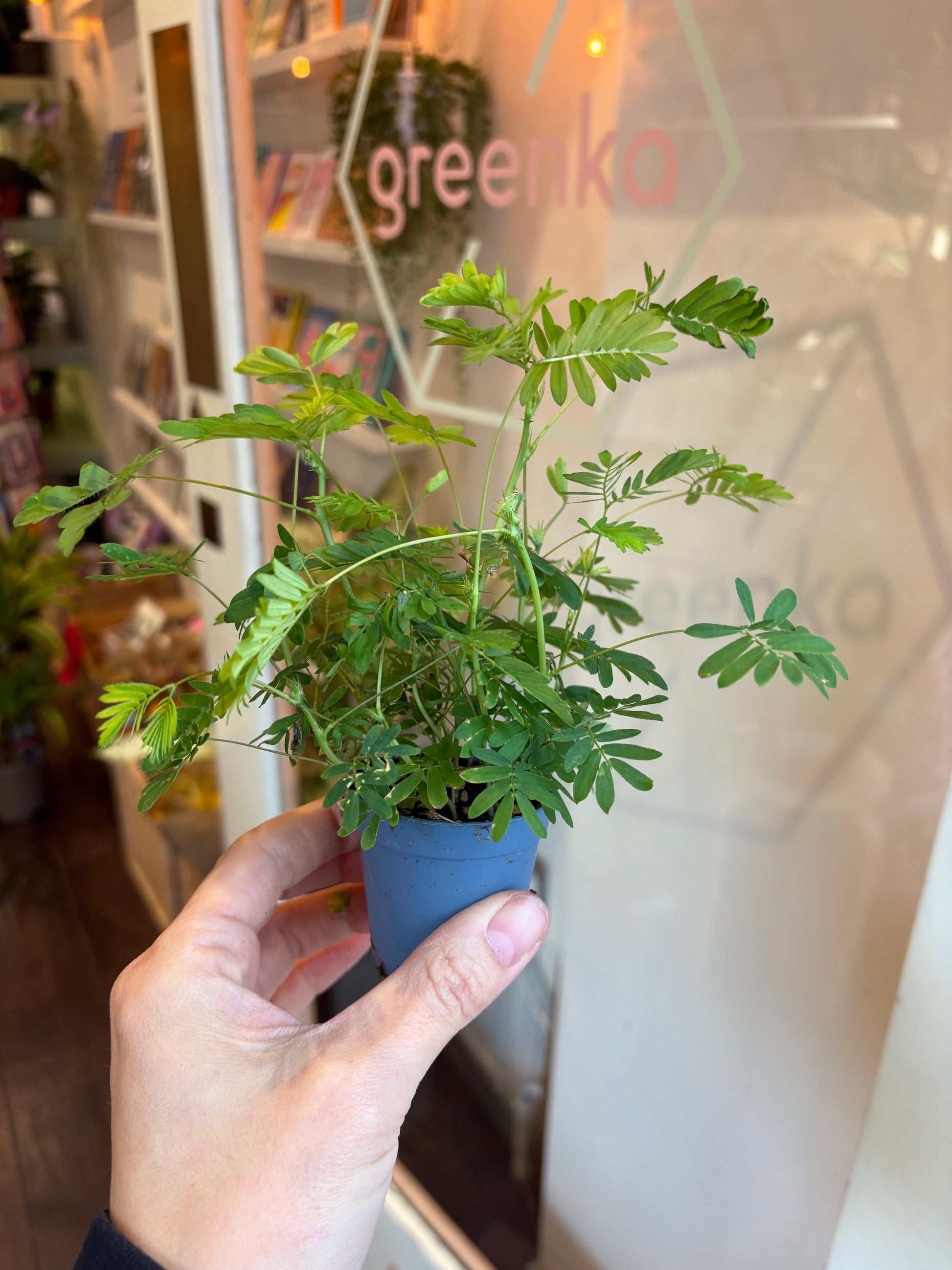 Hand holding a small potted plant with a blurred indoor setting in the background