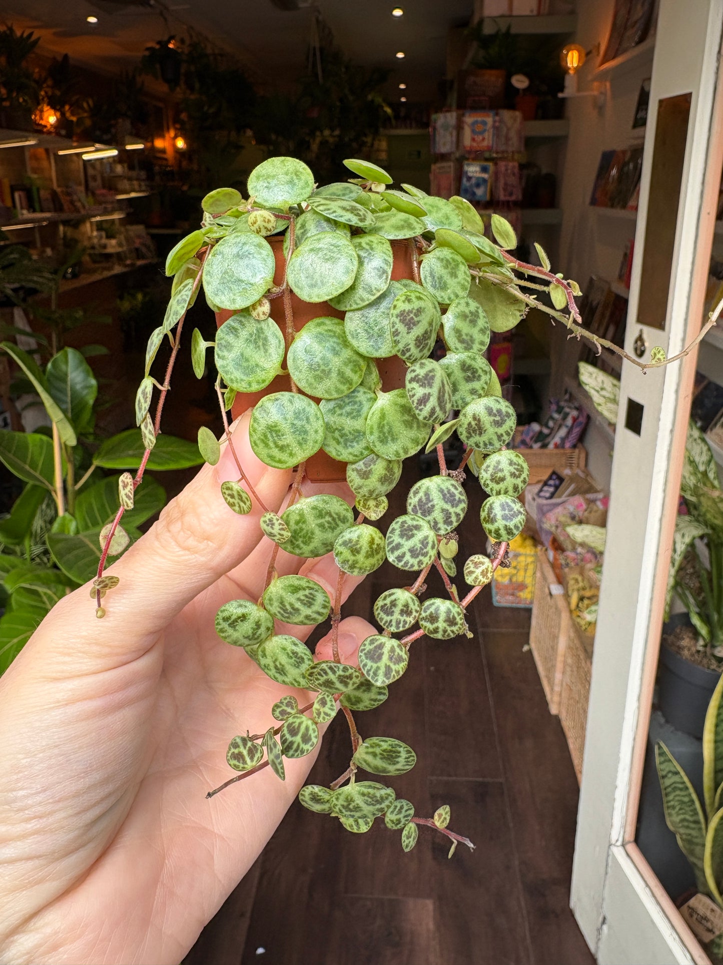 Hand holding a peperomia prostrata with round leaves in an indoor setting.