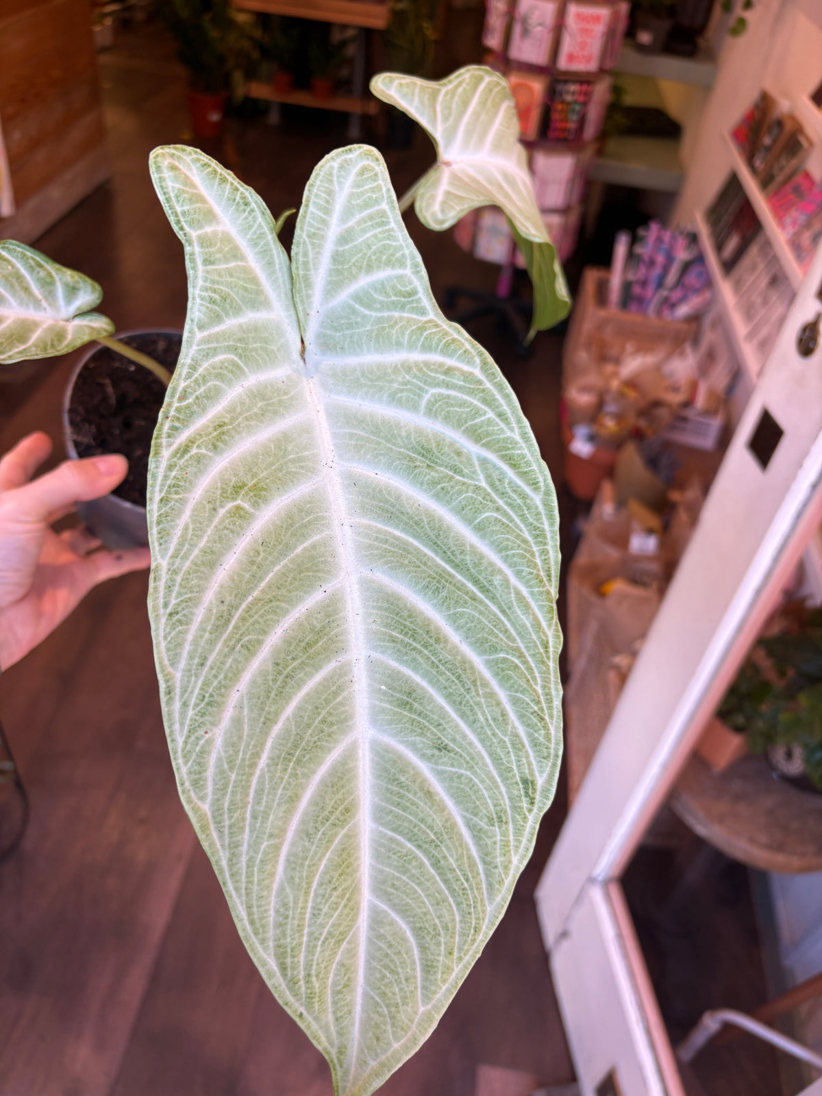 A close-up of a Xanthosoma lindellii ‘Mint’ leaf held by a hand, with a home interior visible in the background.