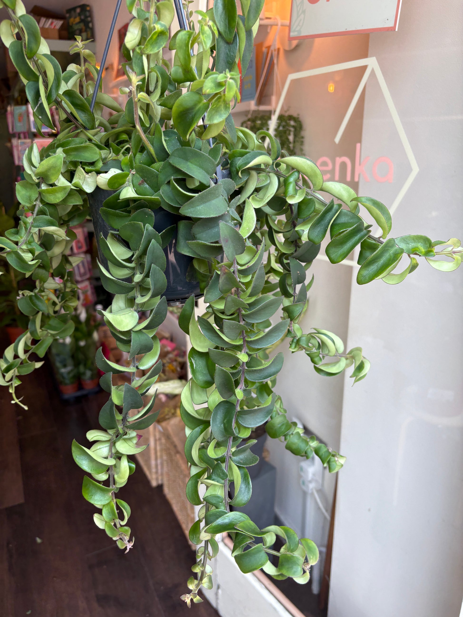 Aeschynanthus Twister XL with a blurred indoor background