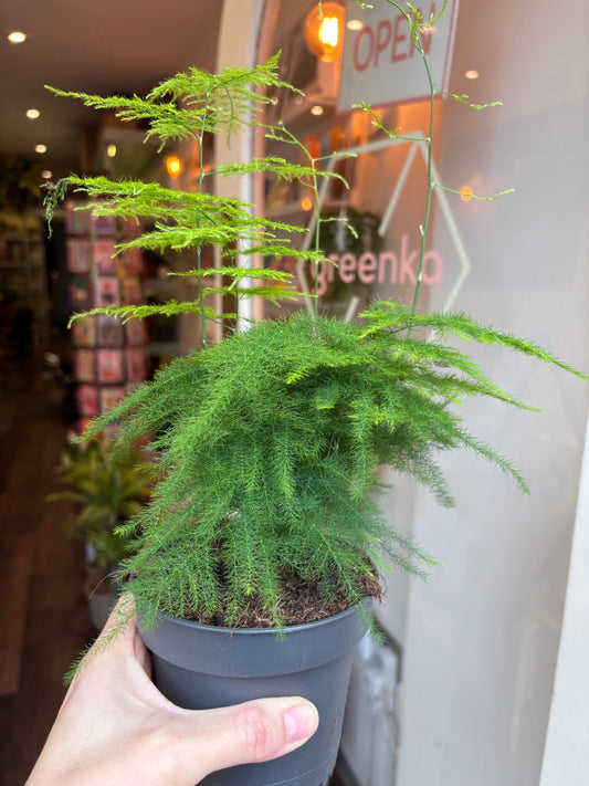 Person holding a Asparagus Setaceus with a blurred indoor setting in the background