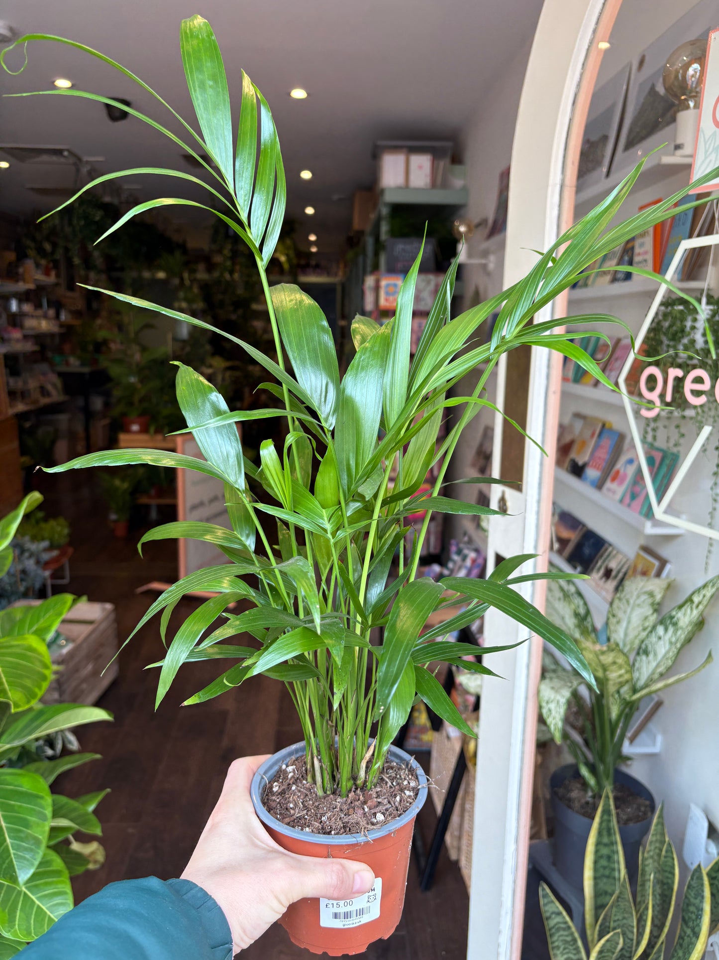 Person holding a Chamaedorea cataractarum in a store with shelves and other plants in the background