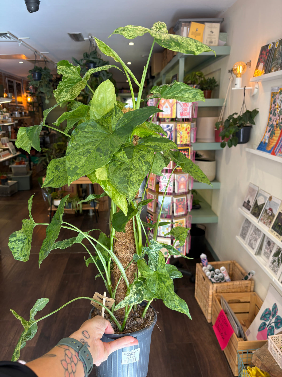 A Syngonium podophyllum ‘Mottled held by a tattooed hand in a retail shop interior.