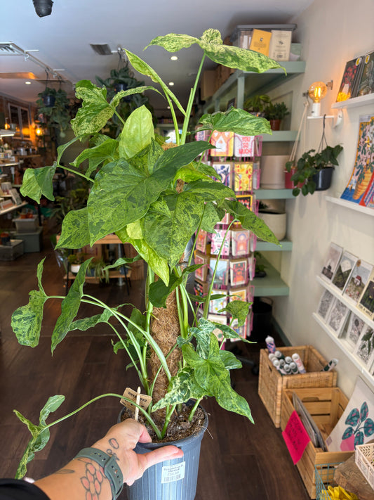A Syngonium podophyllum ‘Mottled held by a tattooed hand in a retail shop interior.