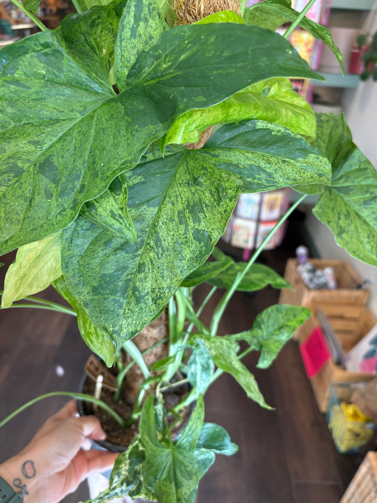 A close-up of a Syngonium podophyllum ‘Mottled being held by a hand in a shop setting.