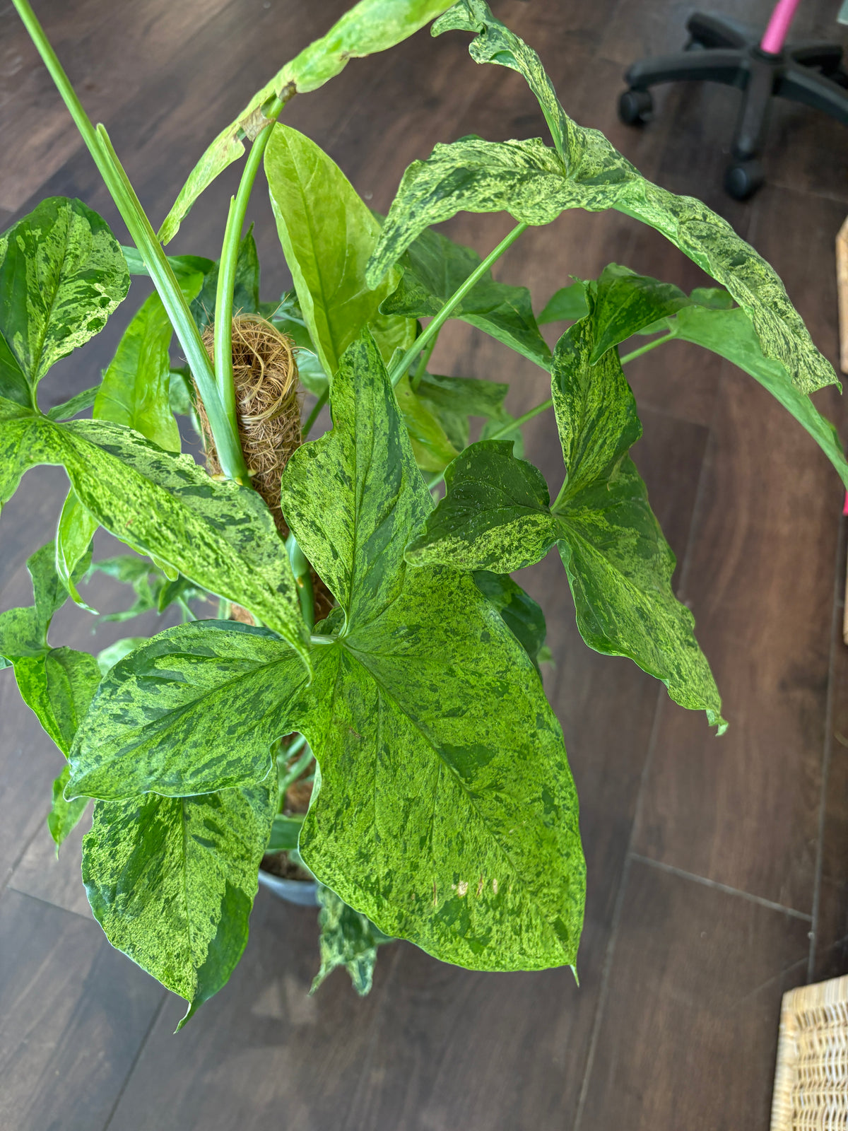 Syngonium podophyllum ‘Mottled