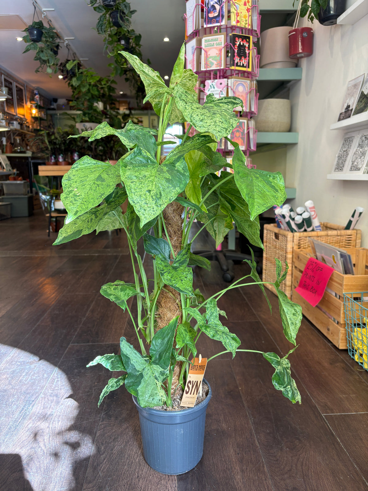 A Syngonium podophyllum ‘Mottled in a blue-gray pot, standing on a dark wood floor inside a plant-filled retail shop.