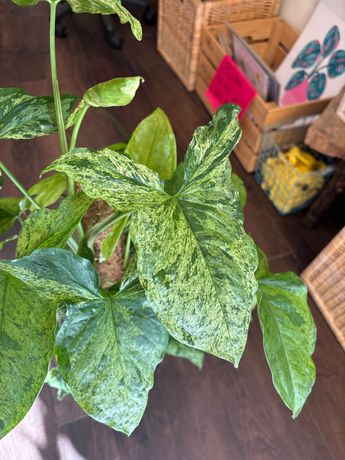 A Syngonium podophyllum ‘Mottled photographed indoors on a dark wood floor, with woven baskets and storage boxes visible in the background.