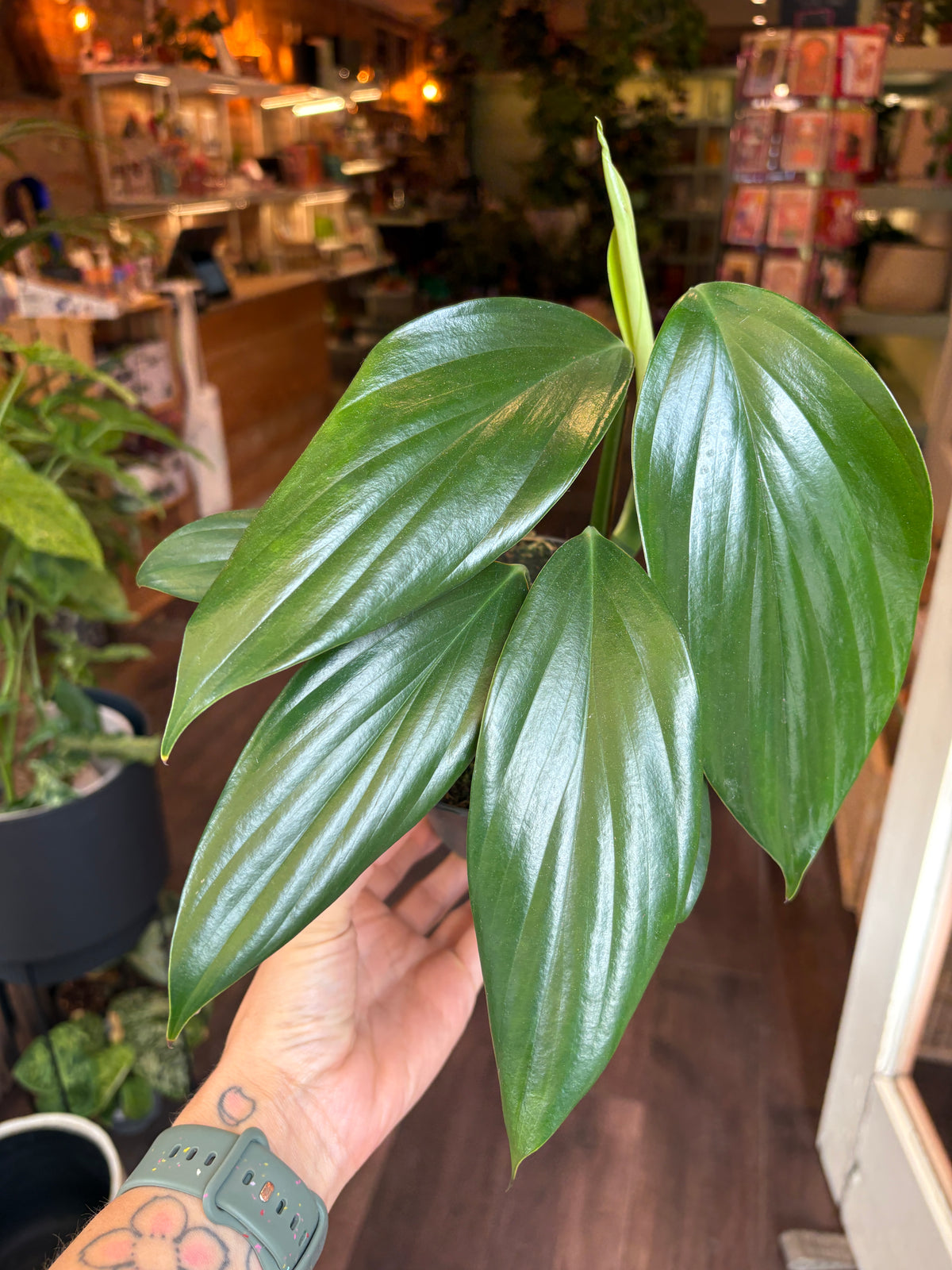 A person's hand holding a Rhaphidophora decursiva with glossy, large green leaves in a shop setting with wooden floors and shelves in the background.