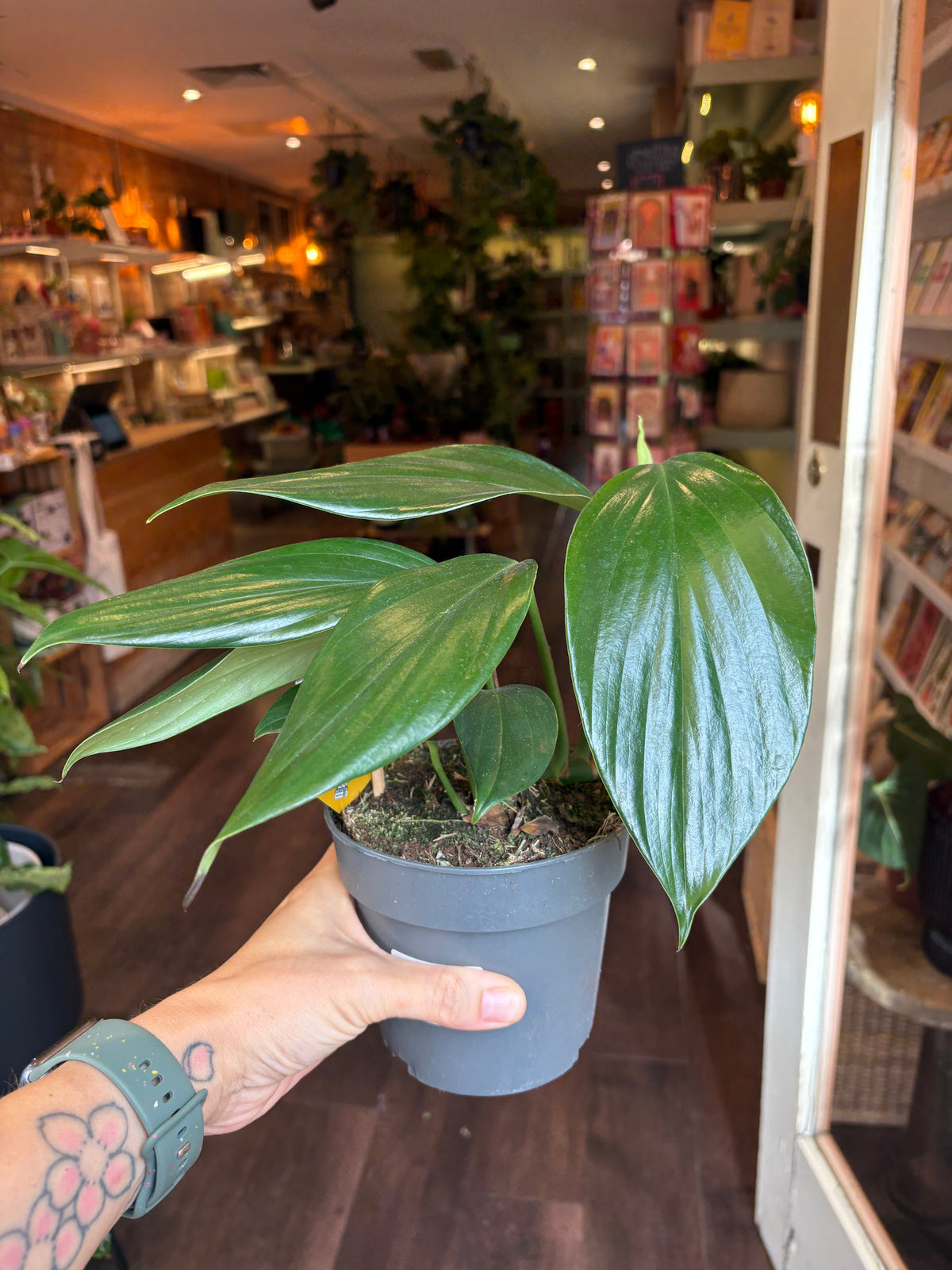A person's hand holding a Rhaphidophora decursiva with large glossy green leaves in a gray plastic pot, set against the blurred background of a plant shop.