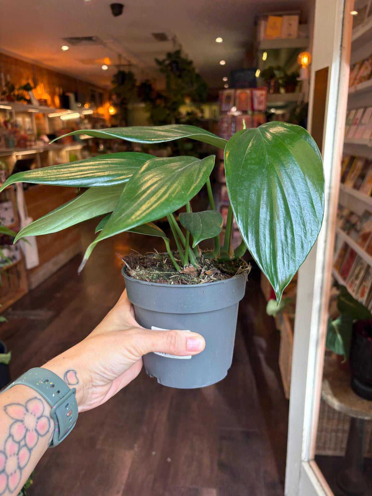 A person's tattooed hand holds a potted Rhaphidophora decursiva in a gray nursery pot inside what appears to be a plant shop or bookstore.