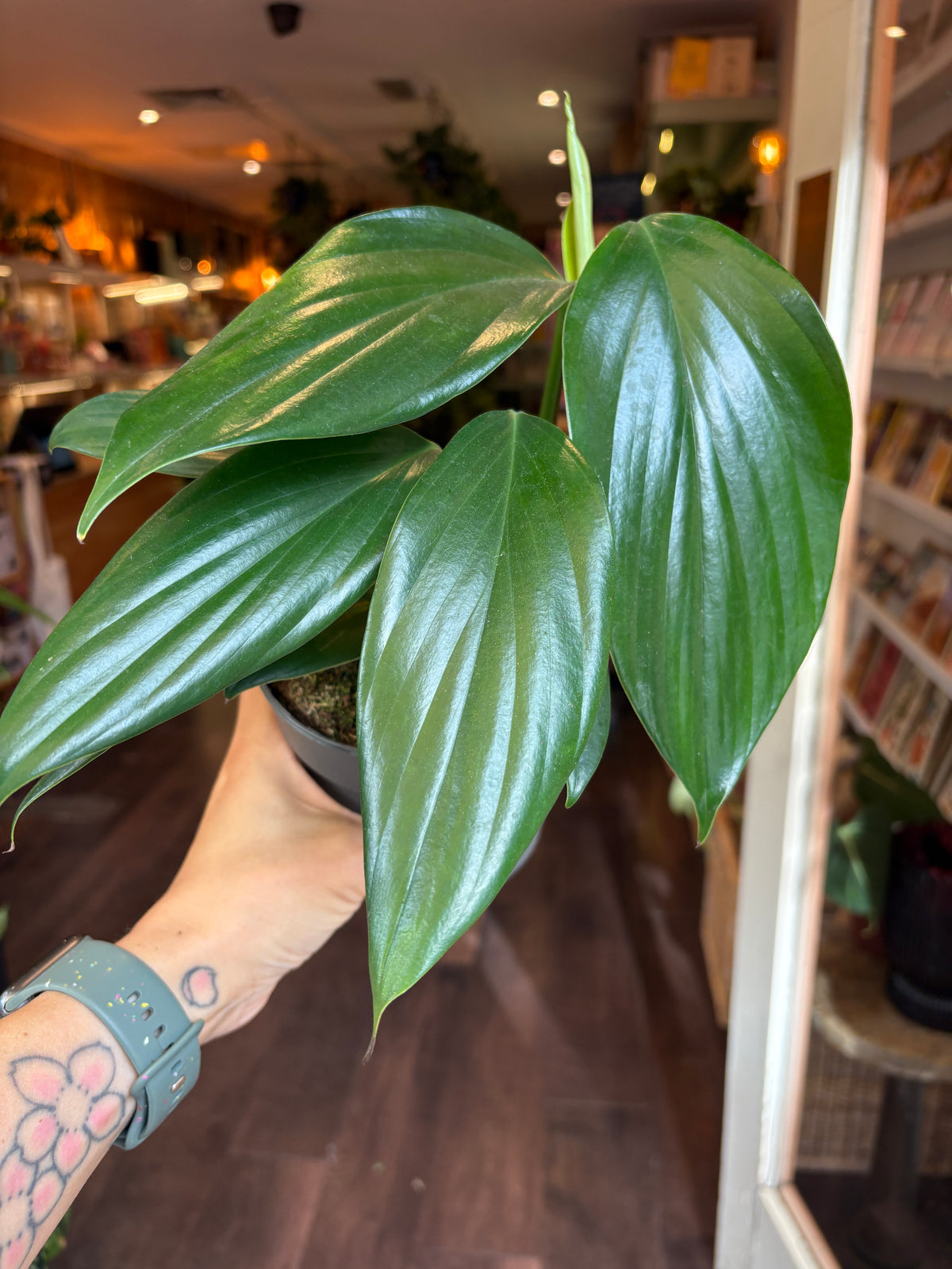 A person's tattooed hand holding a potted Rhaphidophora decursiva plant with glossy, deep green leaves in a shop setting.